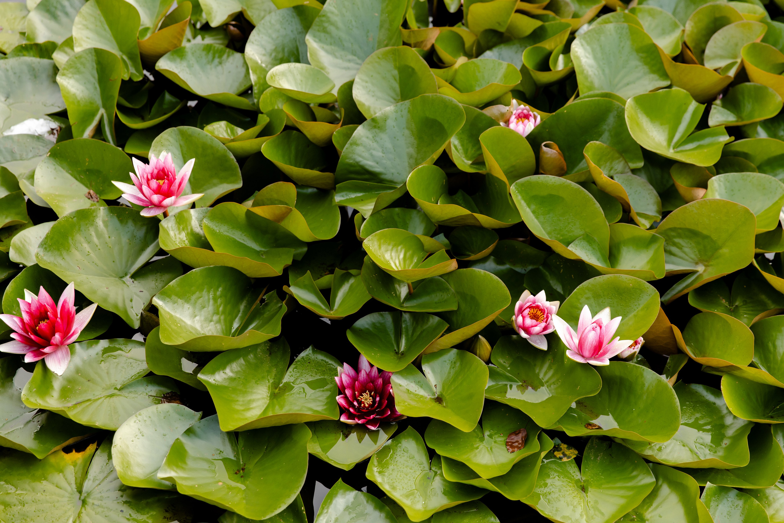 Свадебный день Влада и Вики. Свадебный фотограф Анна Бабахина