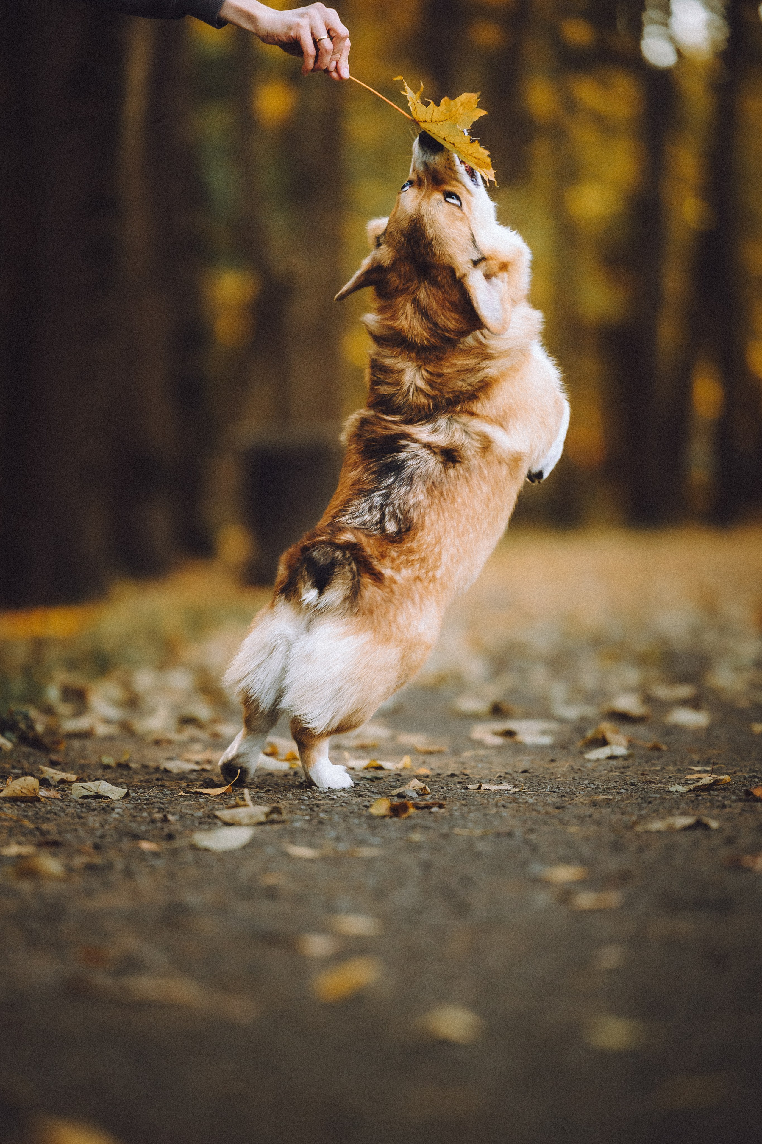 Карина, Даня и Аркаша