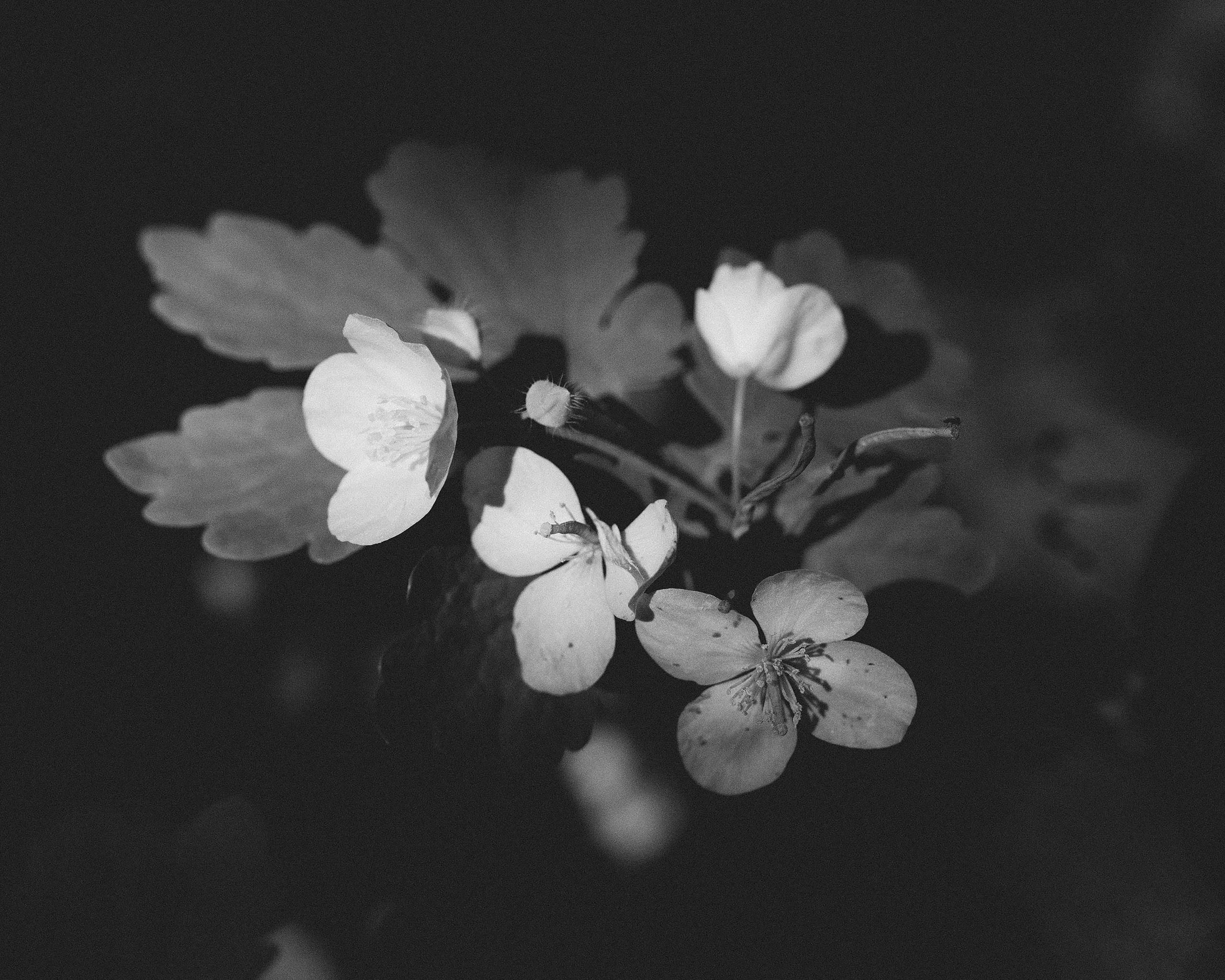 В лесу. Фотограф Владимир Орлов