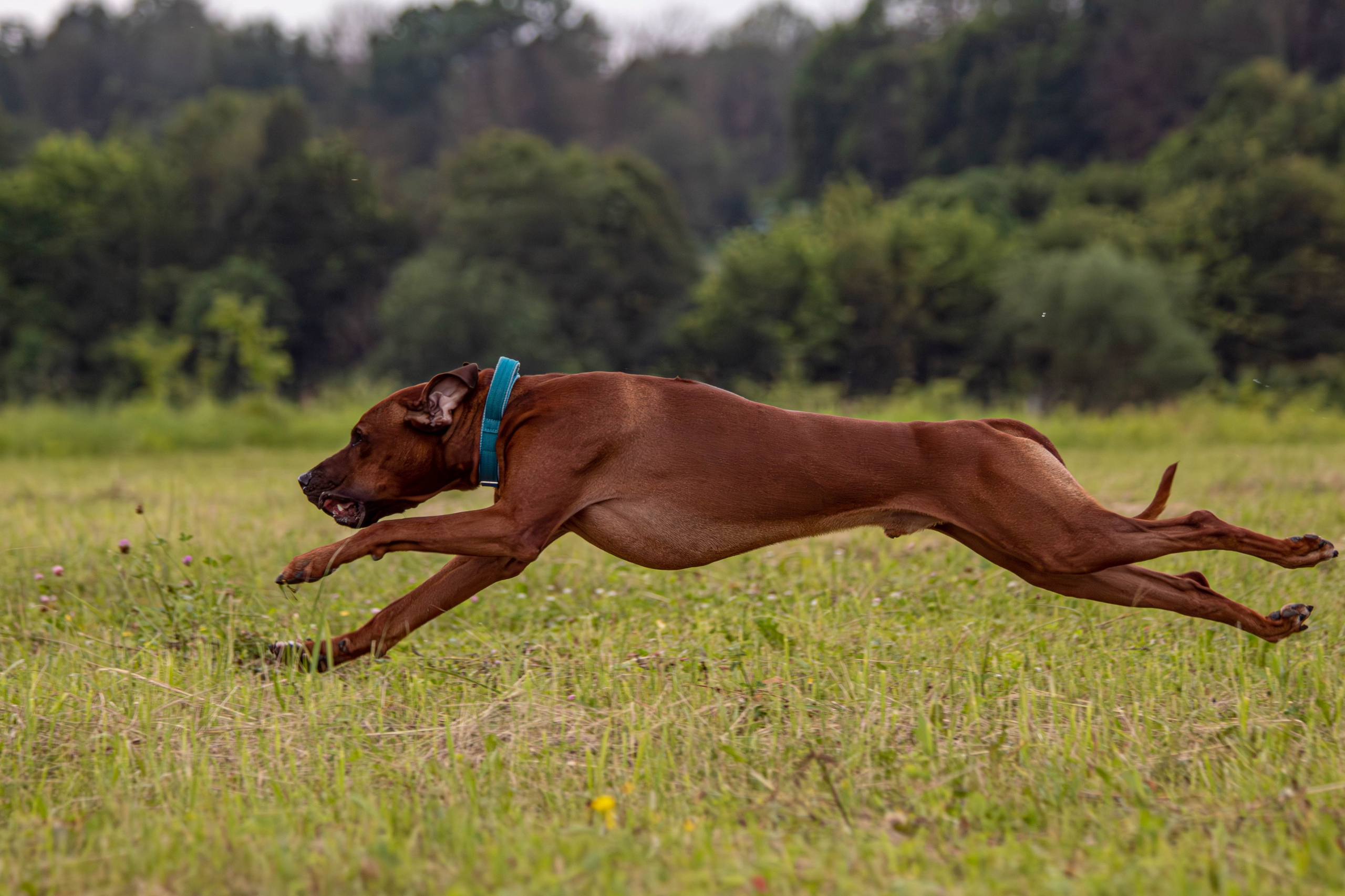 Курсинг. Фотограф анималист — Тула, Москва