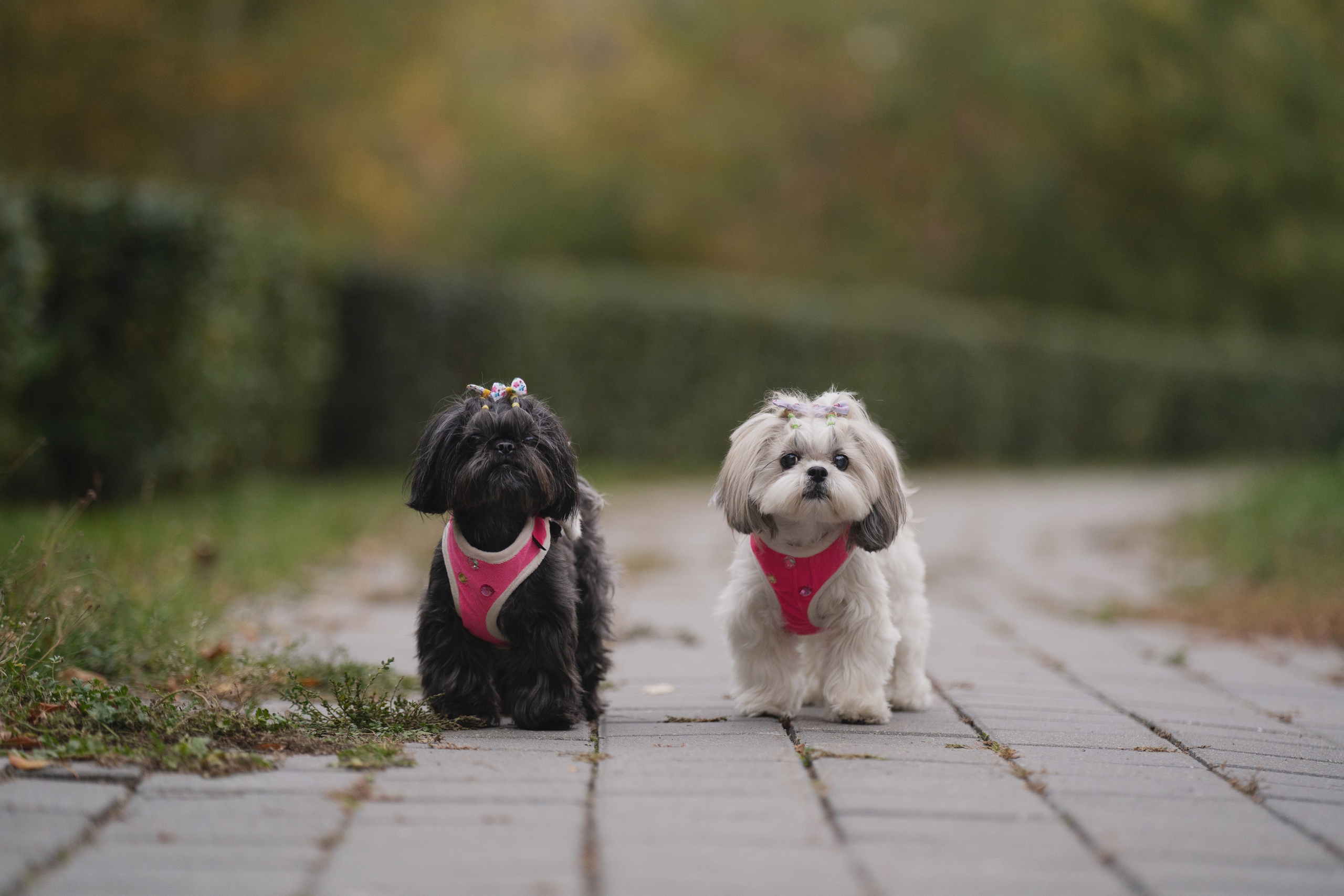 Даша, Иван и их девочки. Kameramotor74