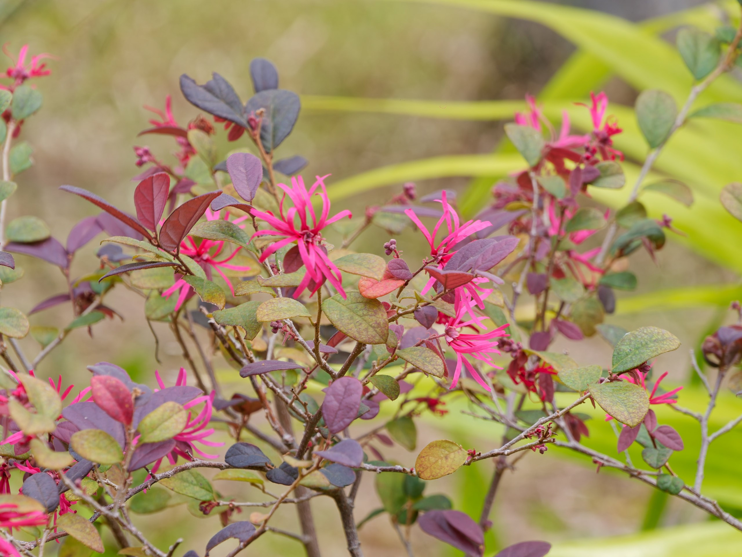 Хайнань 2026, флора, цветы и деревья. Фотопрогулки по Миру