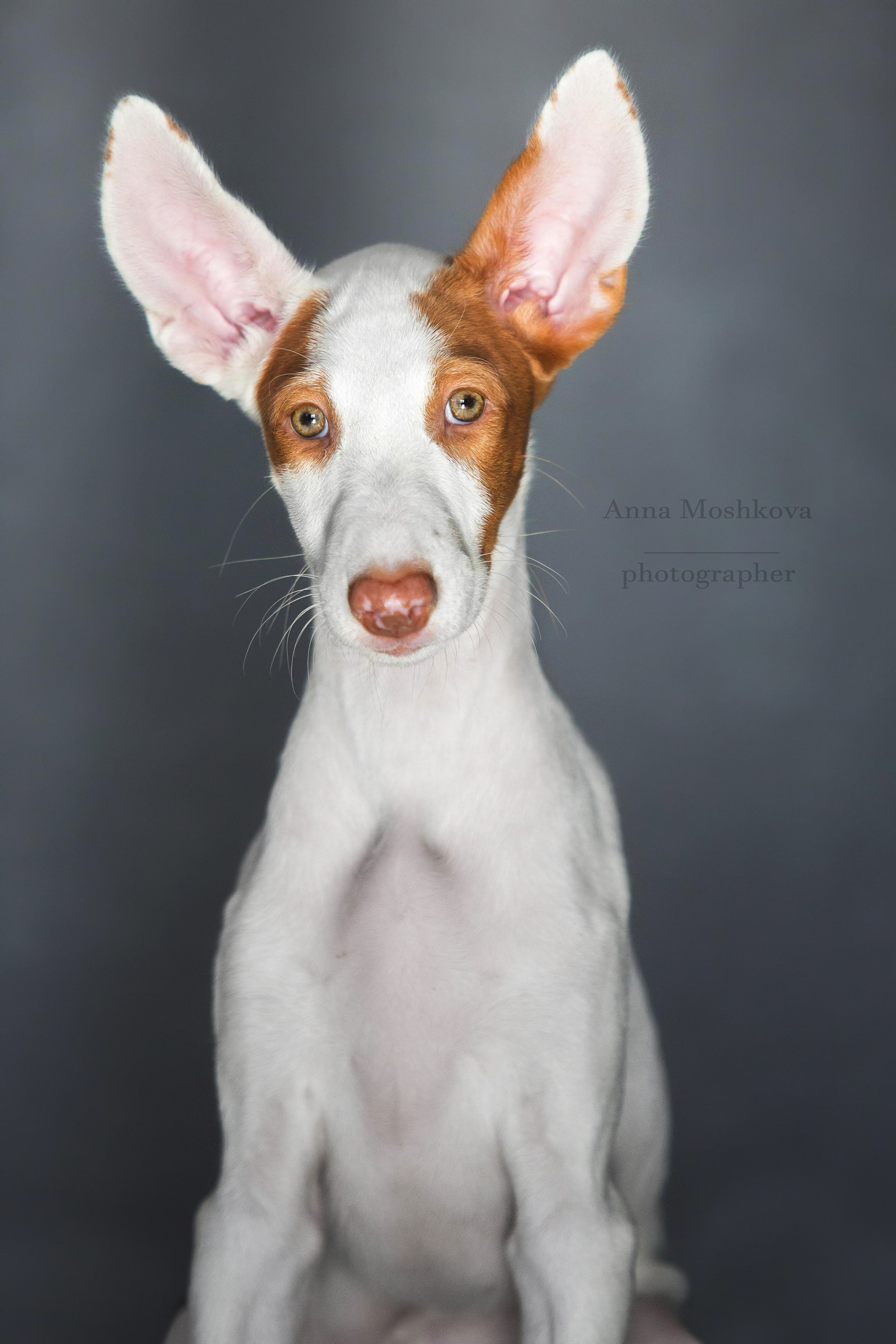 Поденко Ибиценко. Https://moshkovaphoto.ru/