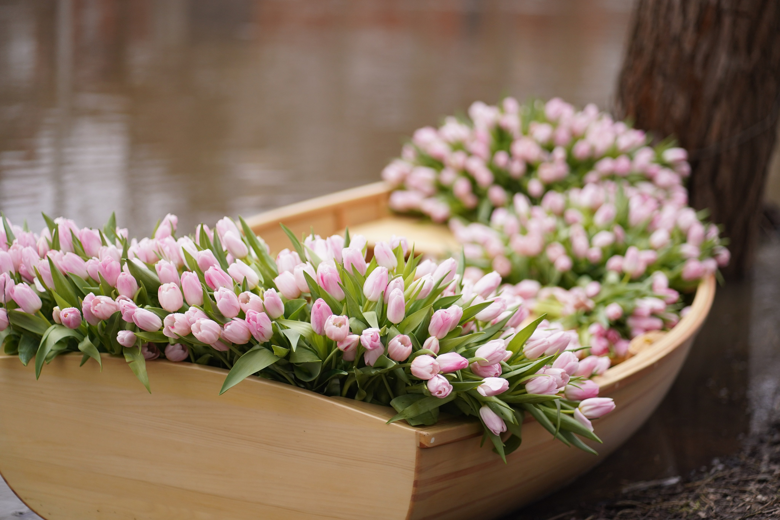 Тюльпаны. Фотограф в Москве и МО