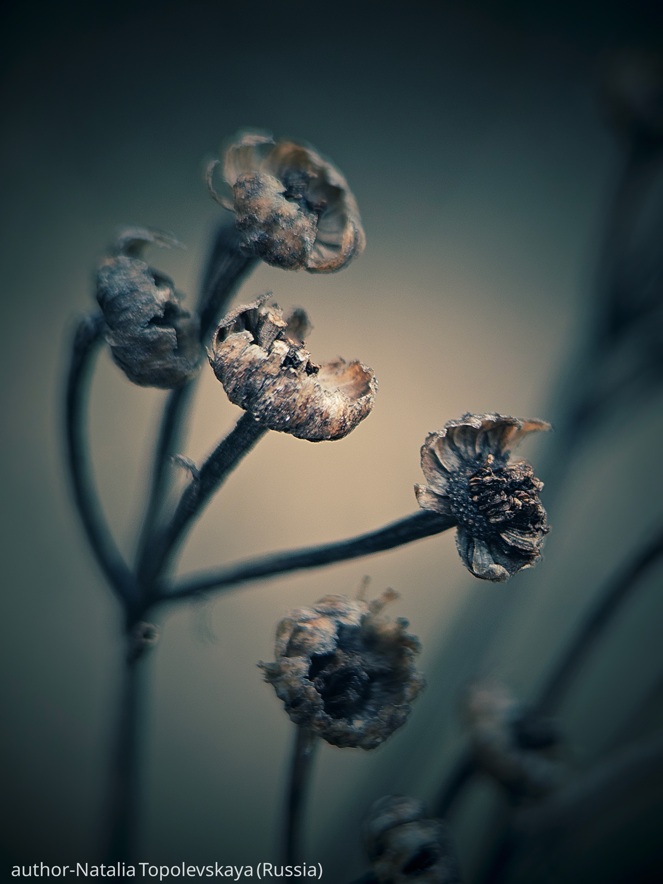 Gallery. UNUSUAL TALENT magazine