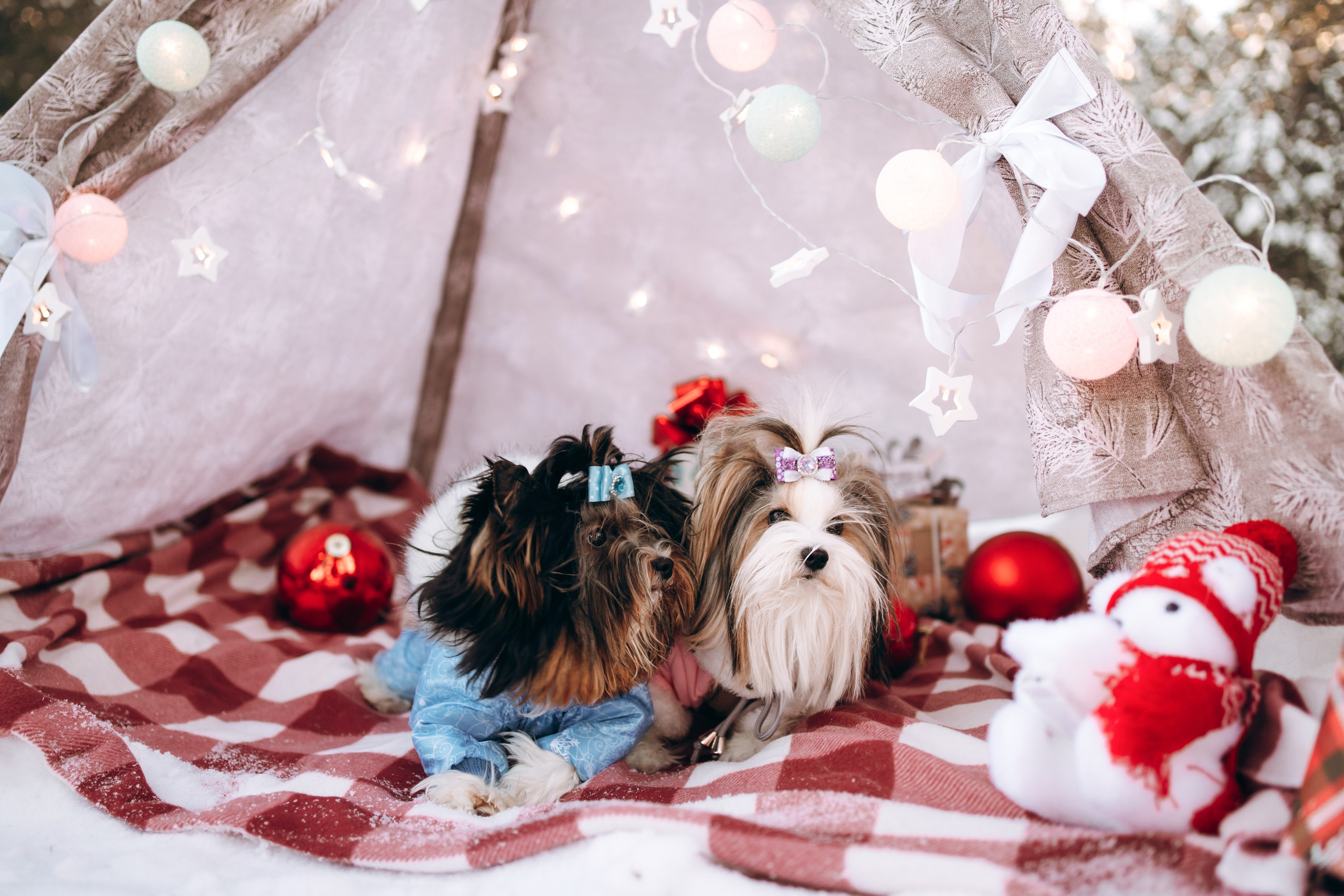 Г. Миасс 2023-2024. Фотограф-анималист Анастасия Большакова