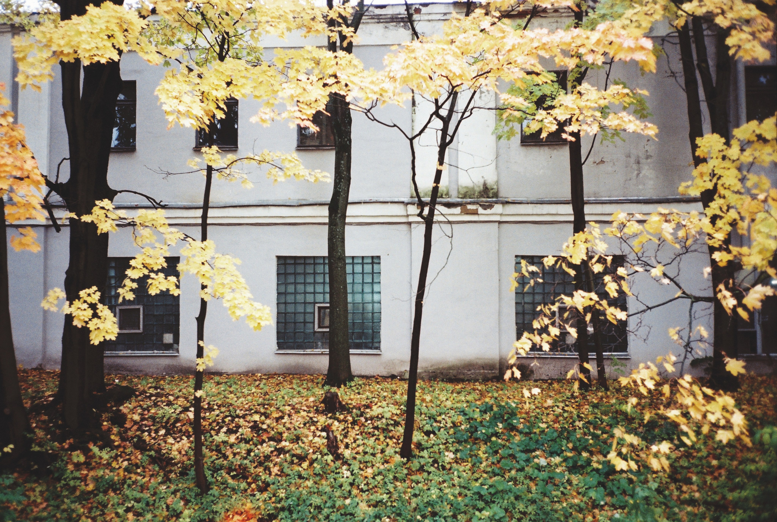 Фотографии цветные. Свадебный и семейный пленочный фотограф в Петербурге Истомина Ирина