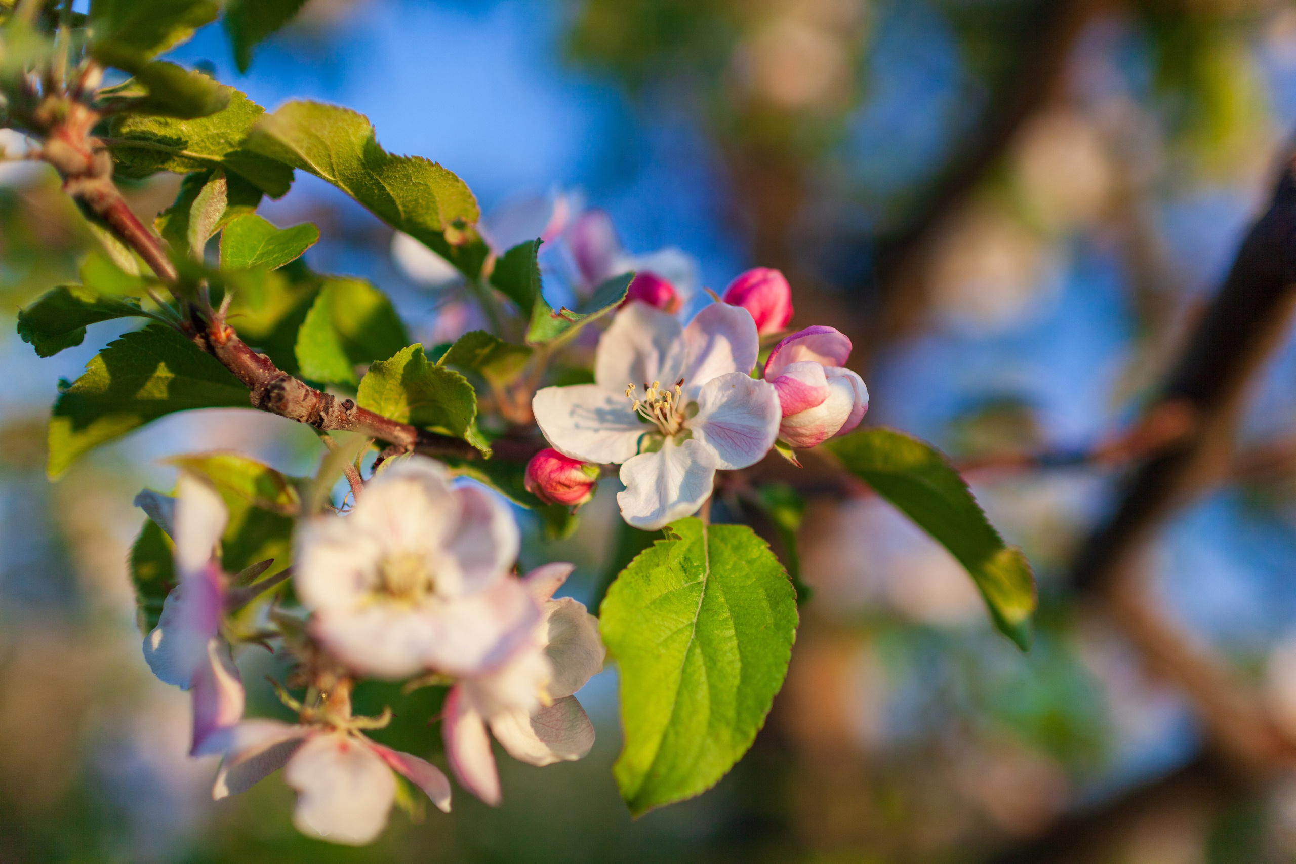 Яблоневый цвет. Фотохудожник Артём Парамонов