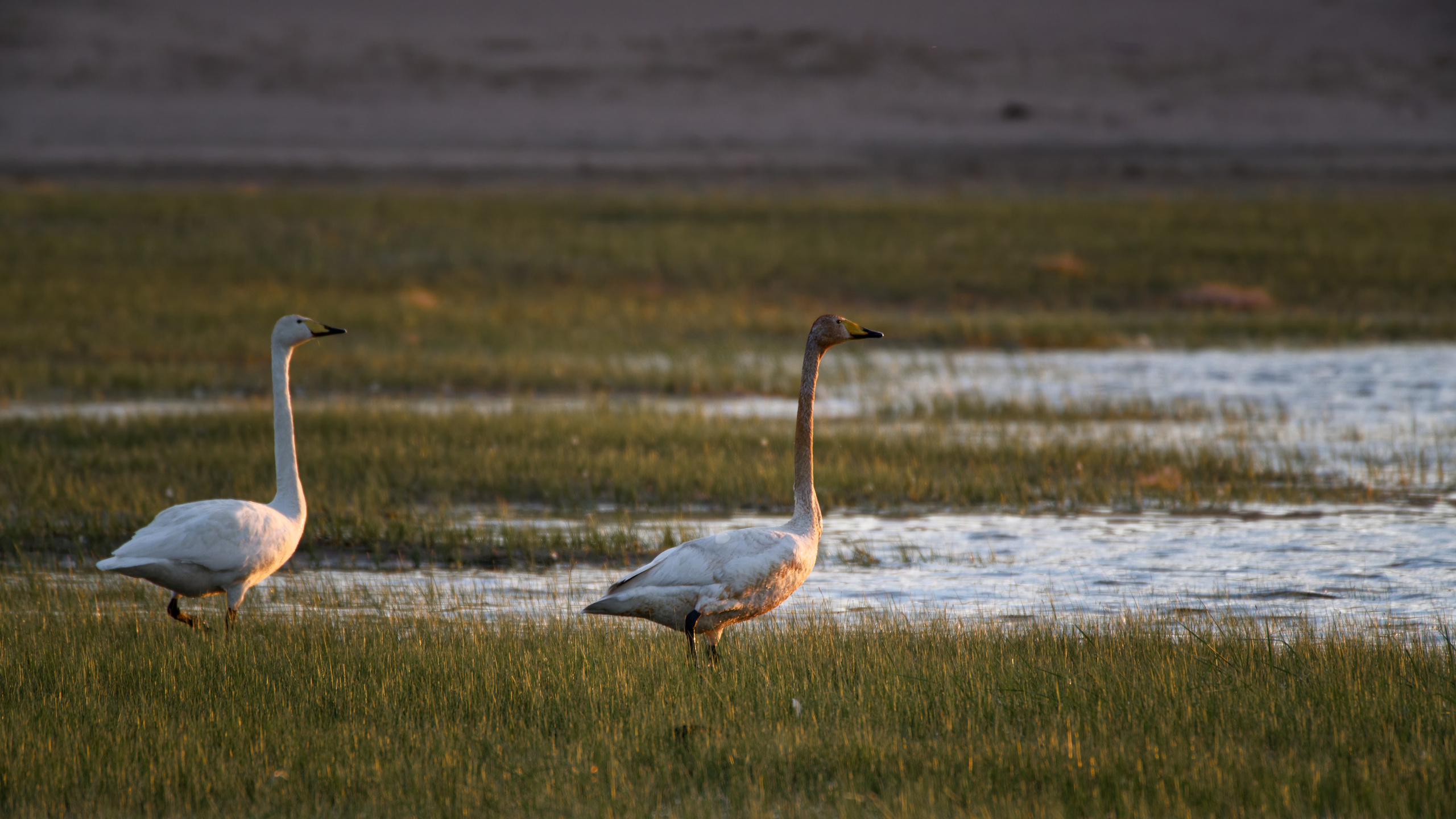 Экспедиция в Монголию (Гоби). Семоха Валерий. Фотограф