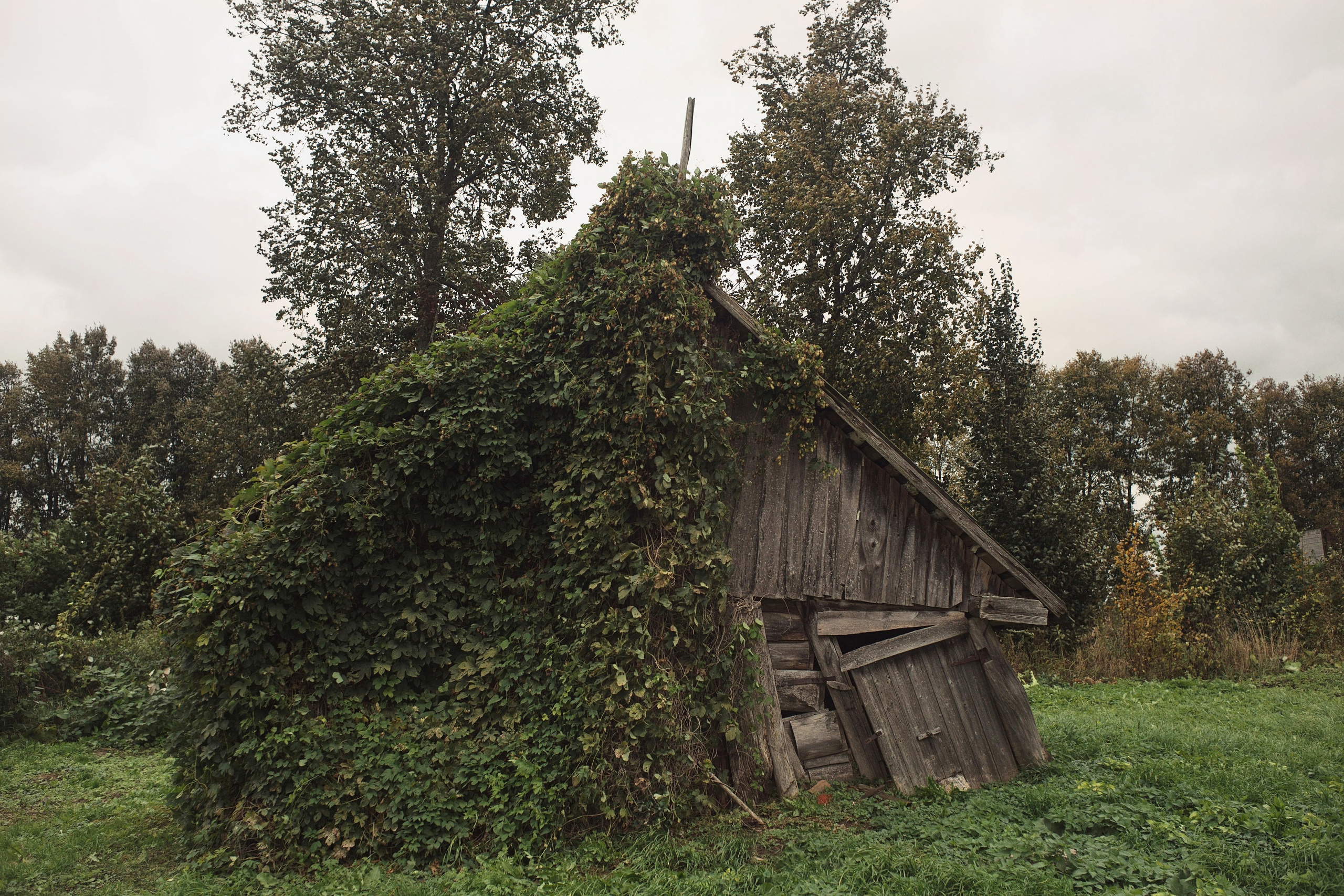 Чекалинцы 2. Дмитрий Ермаков. Фотограф