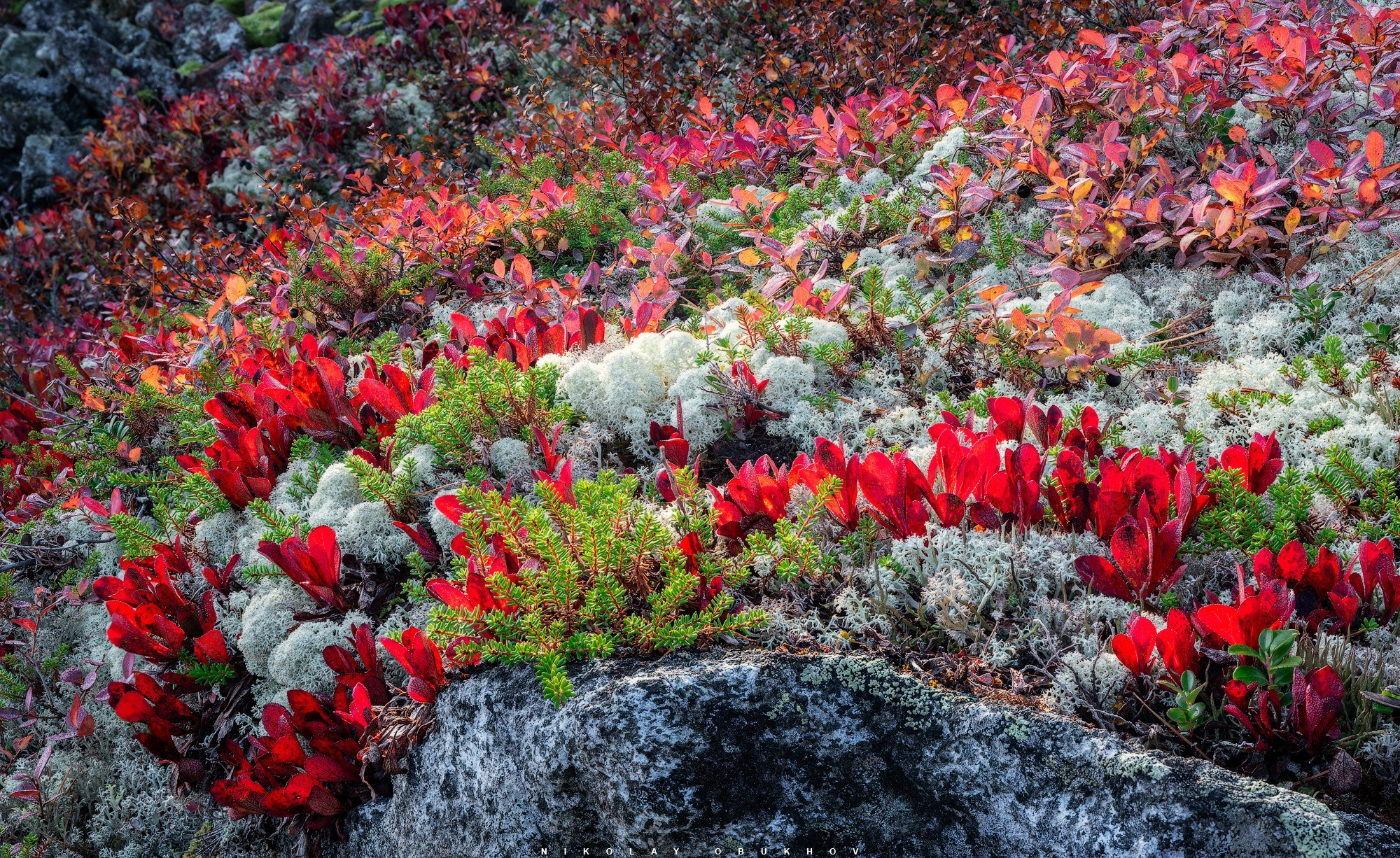 Осенние краски природы России на склонах Серебрянского Камня в горах Северного Урала.