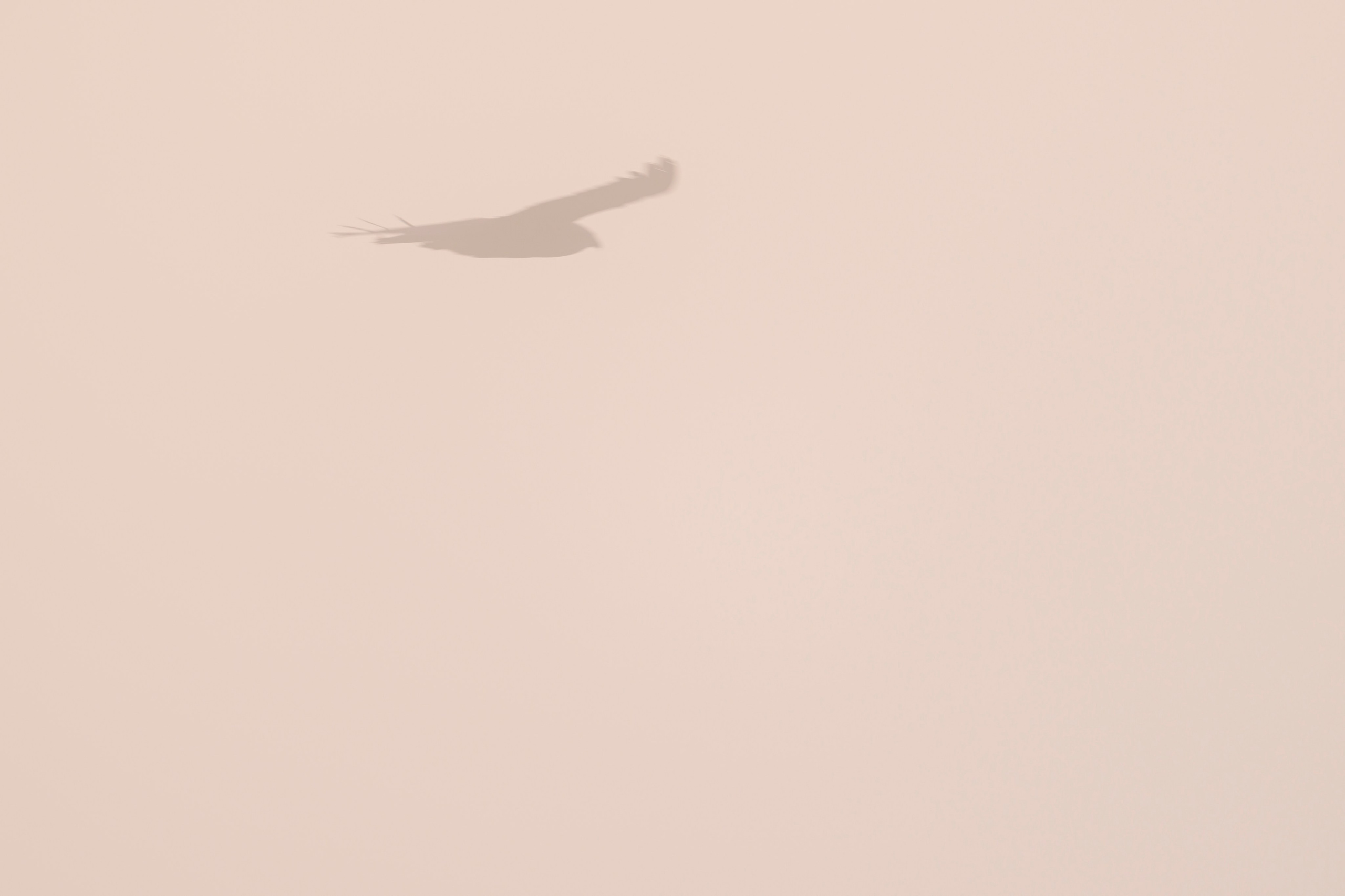 Разведка. Exploring. Wildlife photography by Sergey Puponin