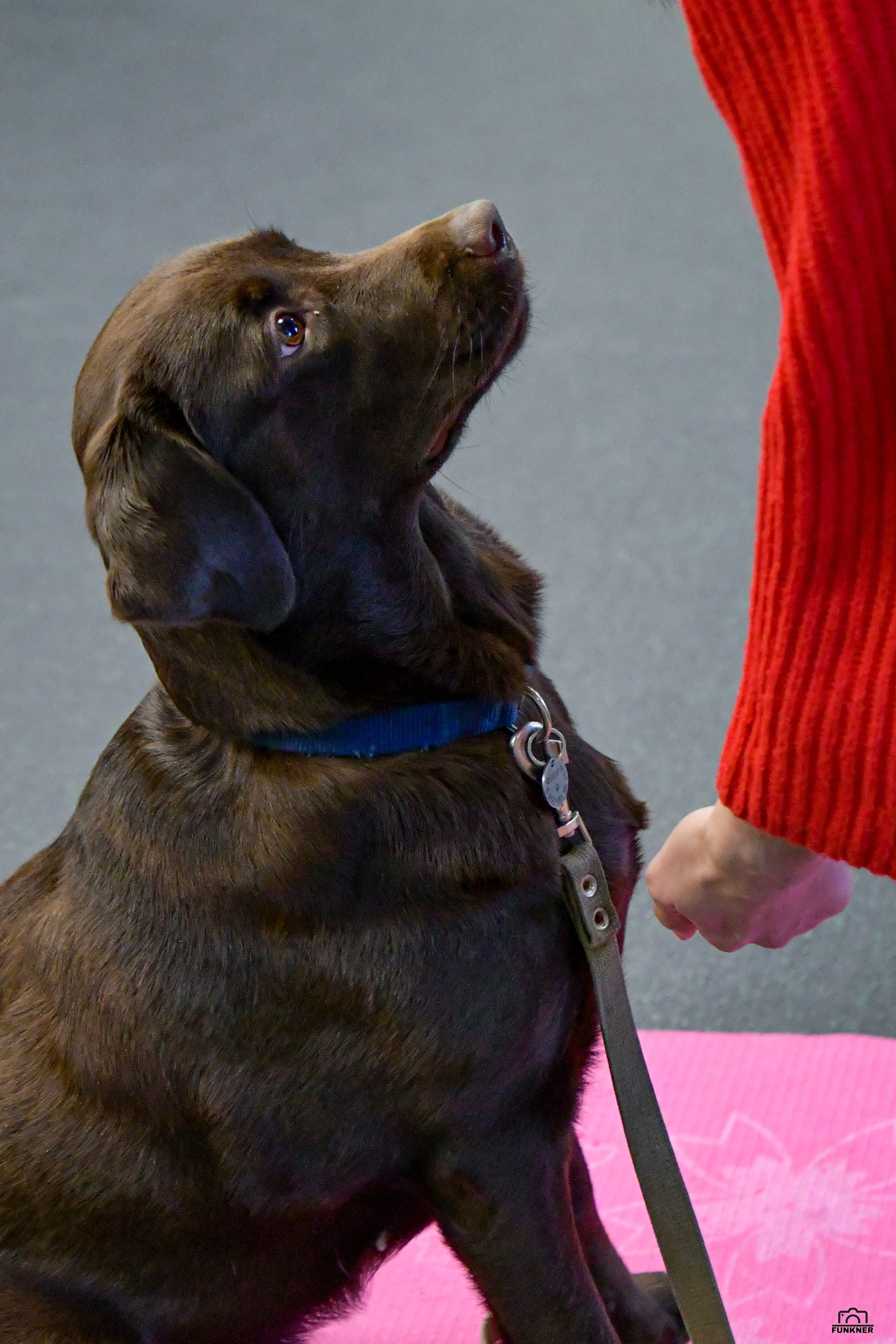 Кинологический клуб «Бодрый хвост». Свой взгляд через объектив