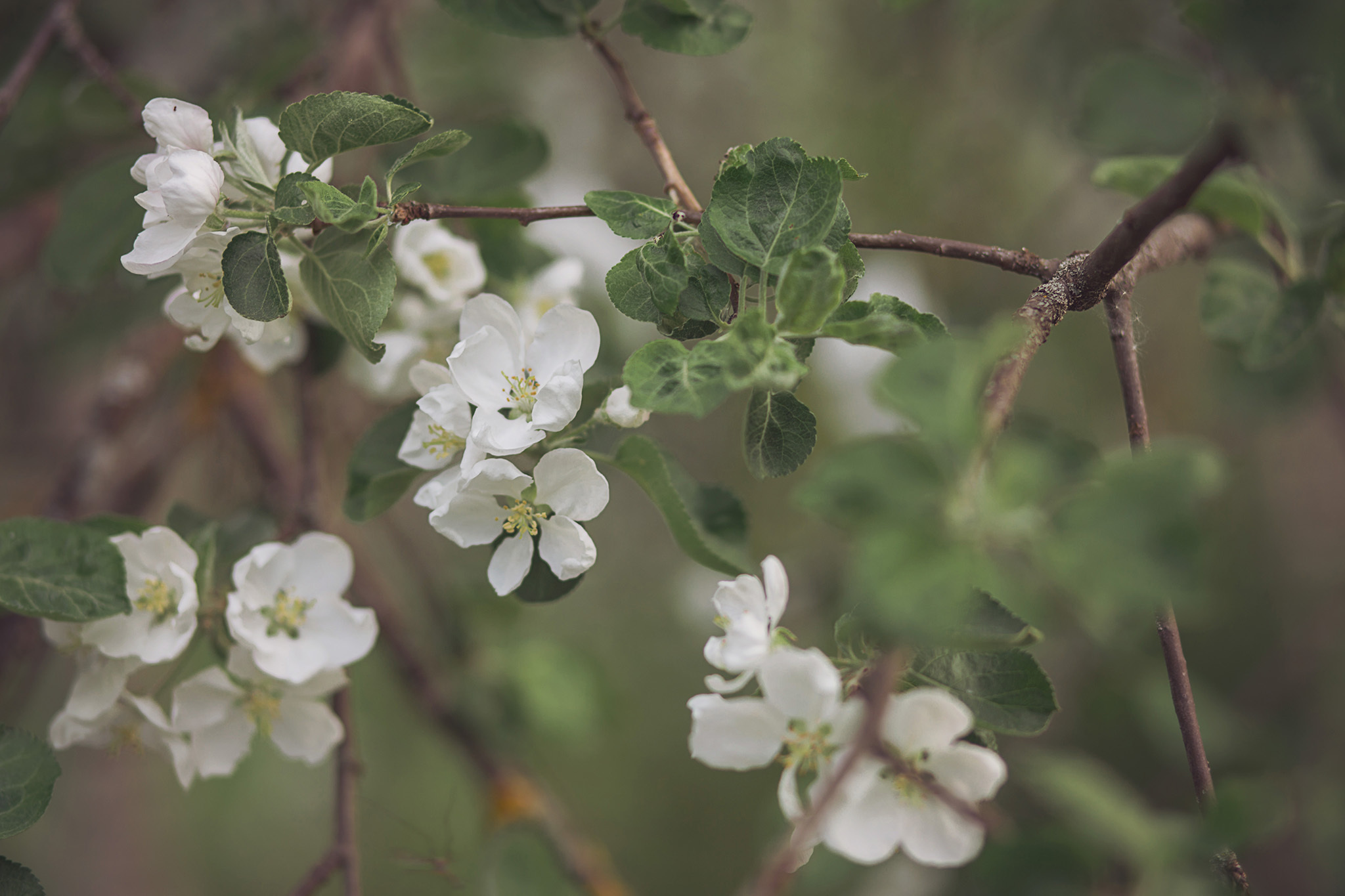 От теста до рождения. Свадебный Церковный Семейный фотограф Светлана Былова Москва- Смоленск