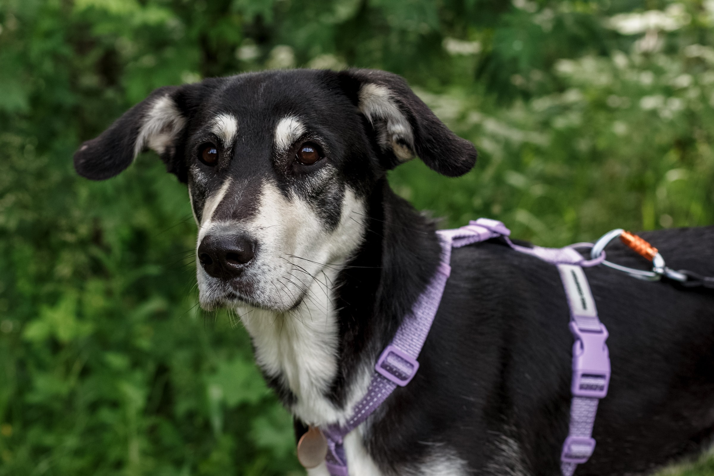 Собаки — это источник бесконечной энергии и позитива. Съёмки которые особенно радовали меня этим летом. Фотограф Москва