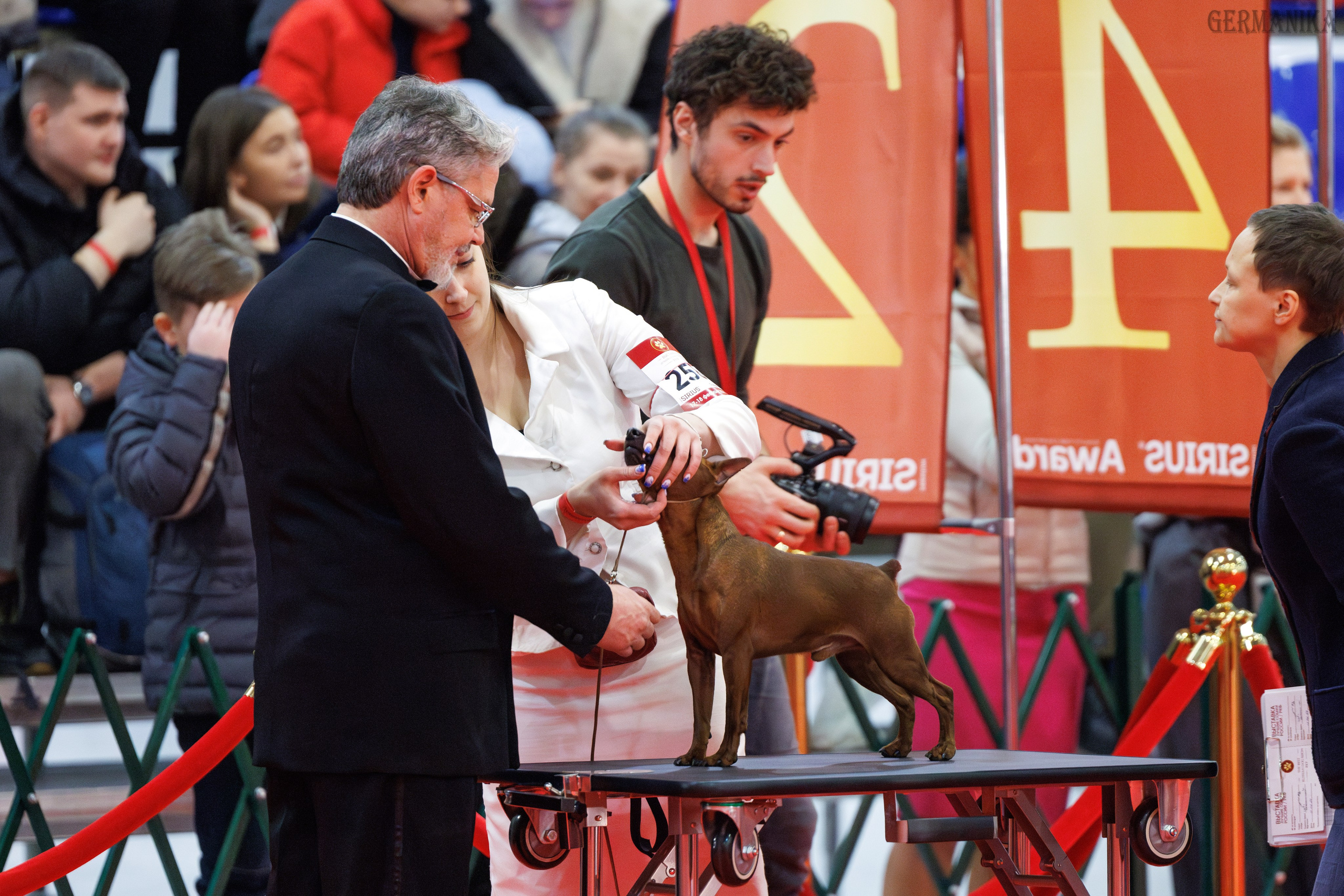 Лучшие Собаки России 17-18.02.2024. Фотограф-анималист Юлия Германика
