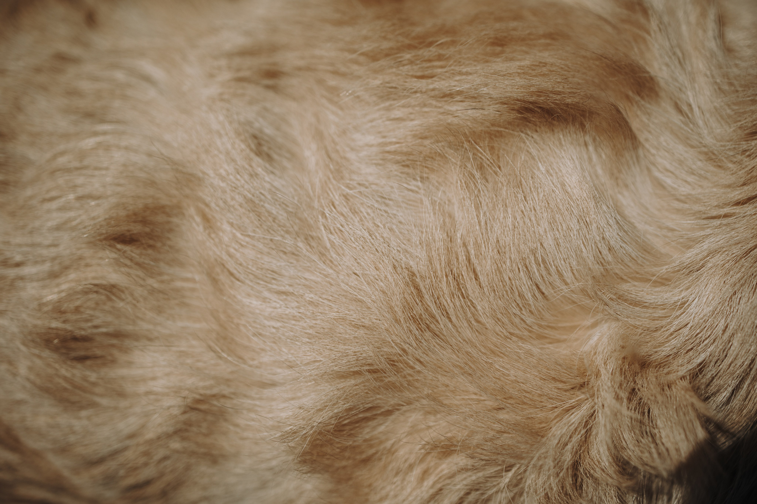 Катя и ее девочки. Фотограф — Анималист | Санкт-Петербург