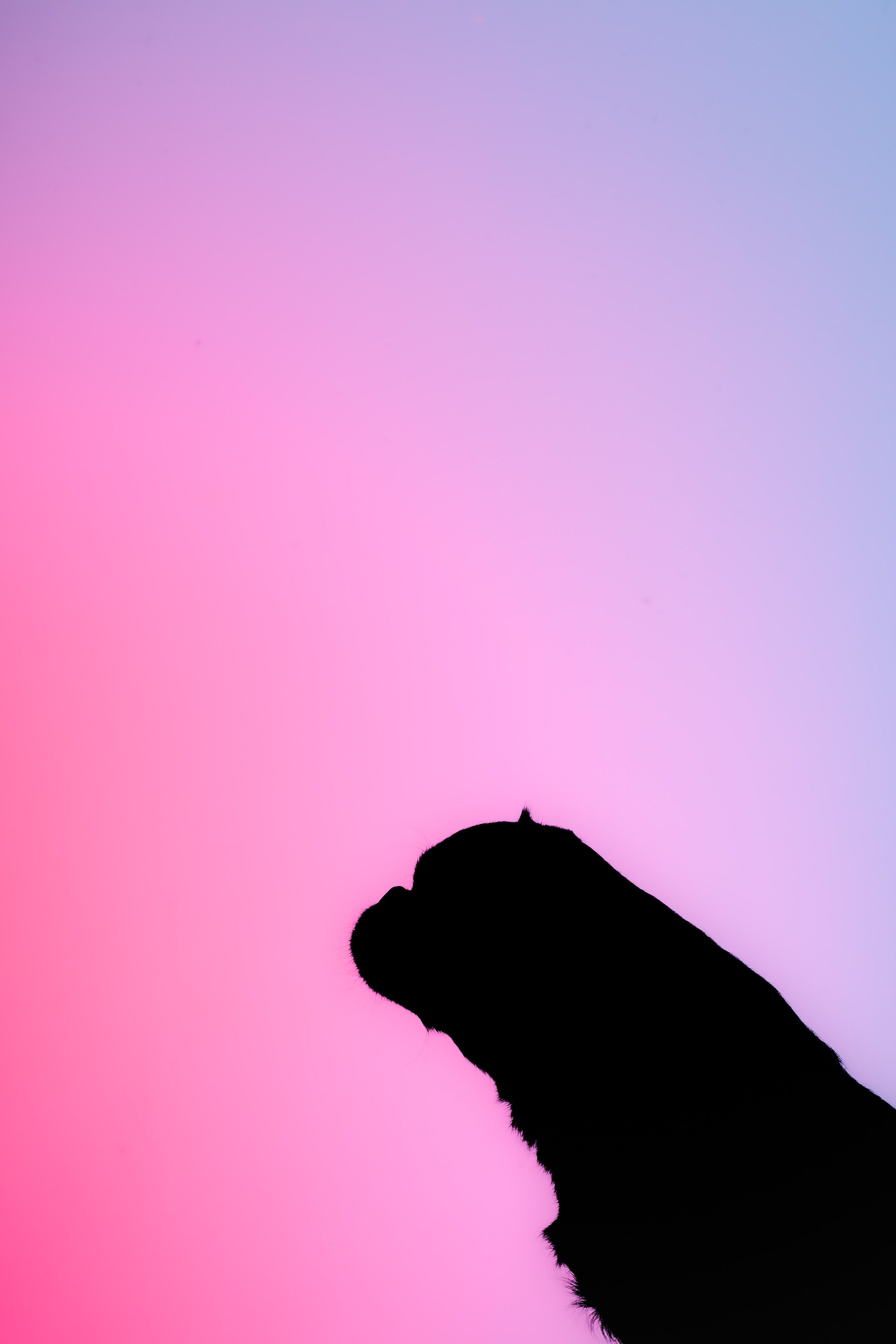 Студийная фотосессия с цветным светом. Фотограф-анималист Татьяна Степанова