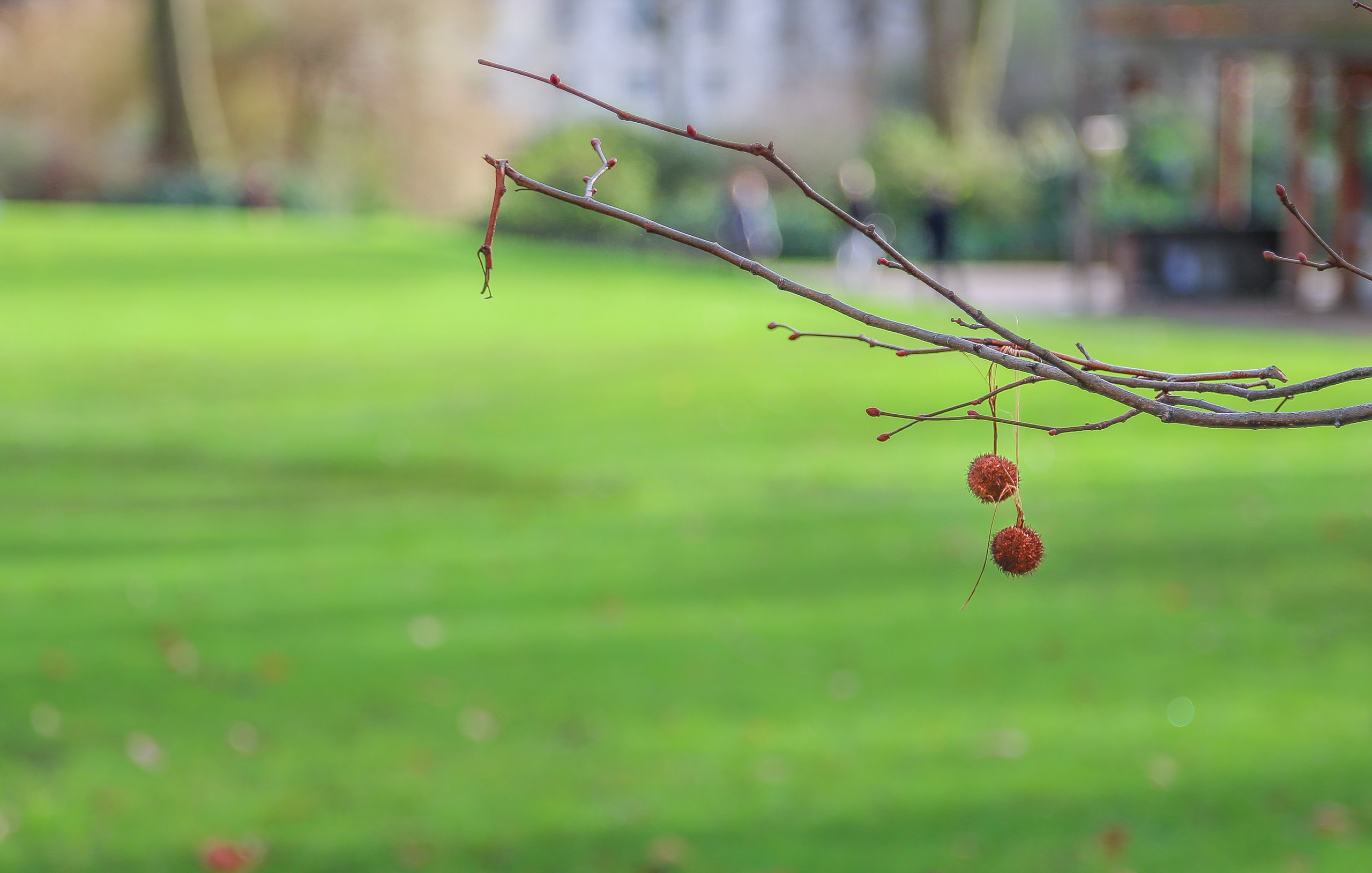 Англия: Лондон цветущий. Дарья Письменюк / Darya Leitstern — фотограф, музыкант, журналист, путешественник