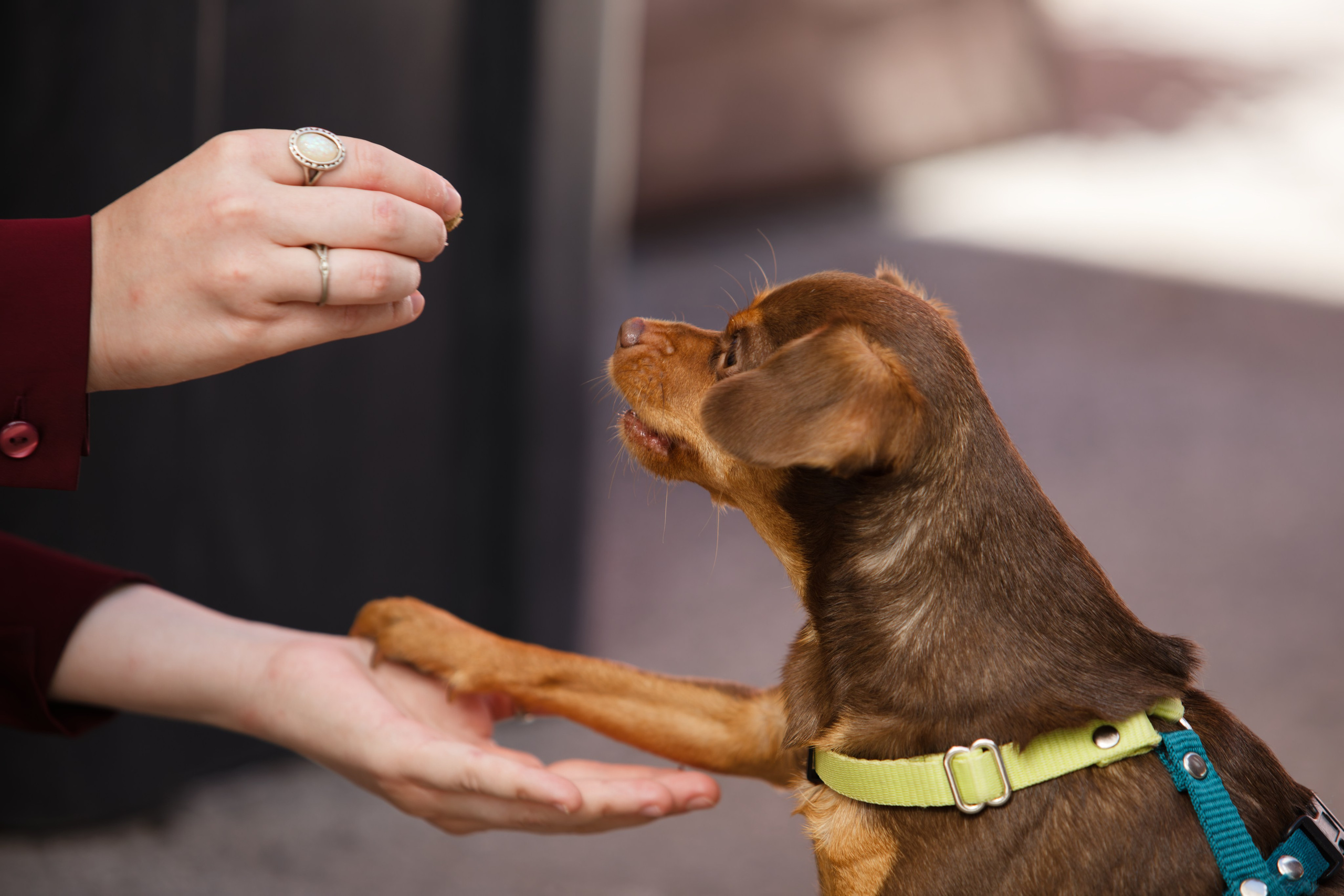 Мир животных. Репортажный и спортивный фотограф в г. Пермь Зильберг Павел