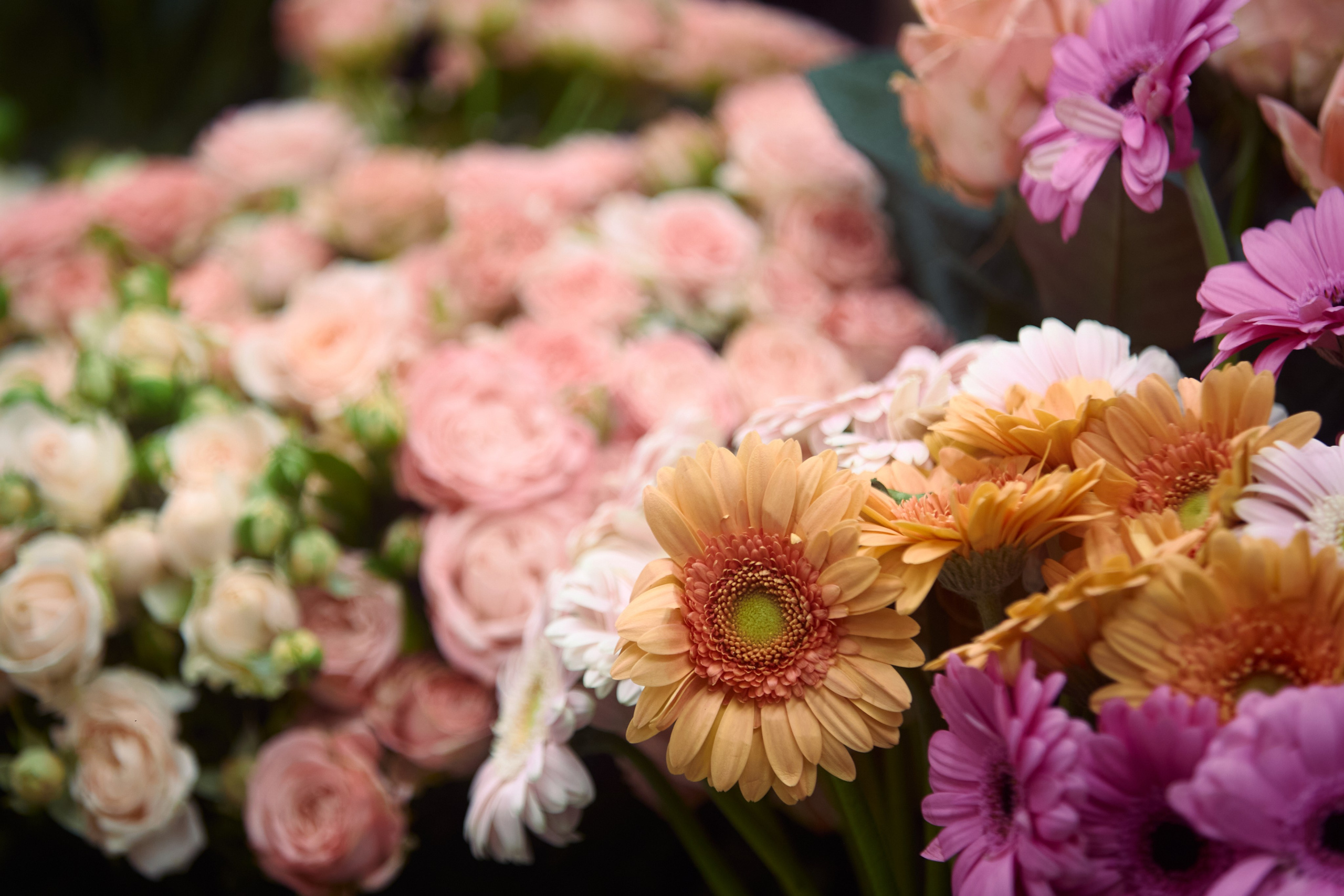 ART-HAOS. Фотограф видеограф в Москве и Московской области Саша Секрет