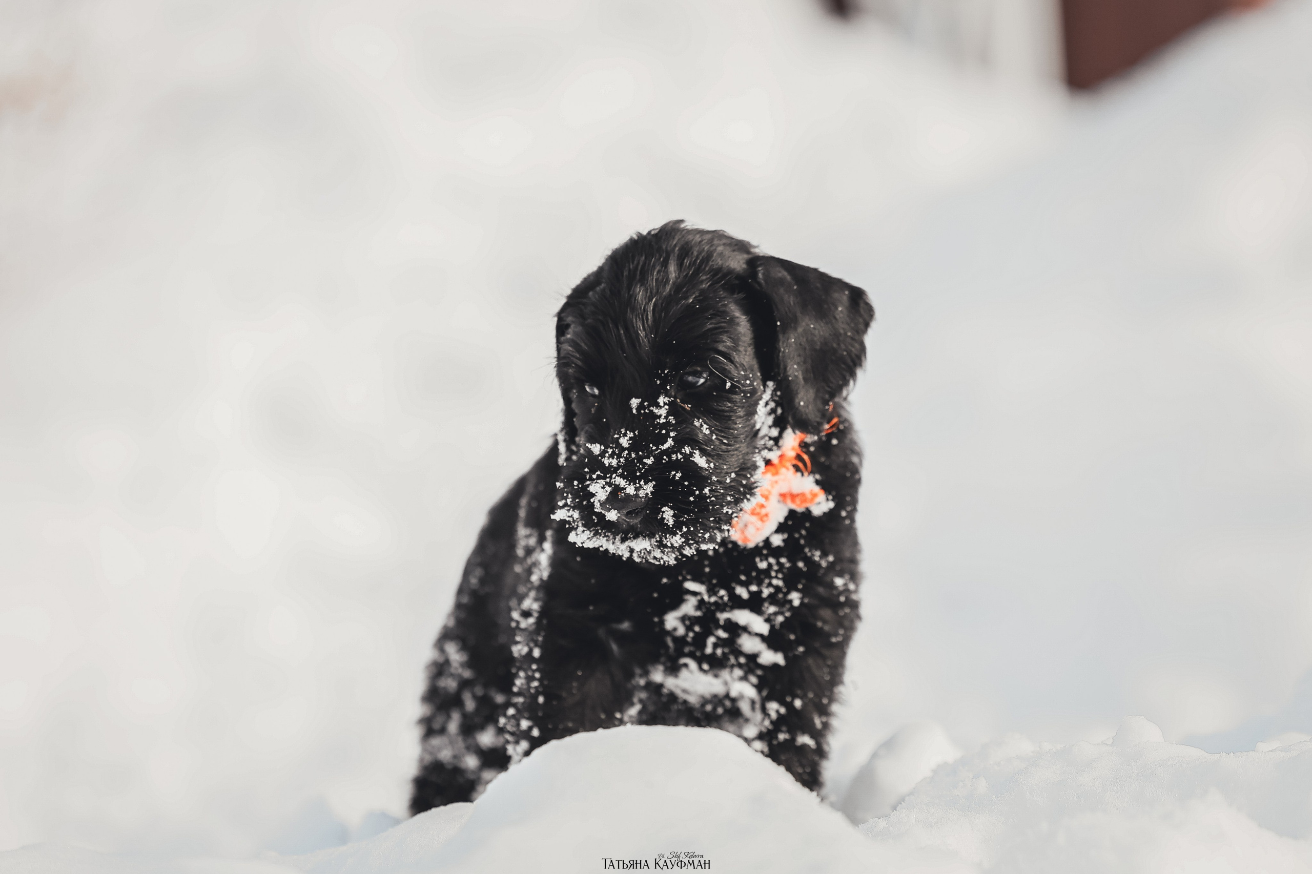 Ризеншнауцер, щенки ризеншнауцера, купить ризеншнауцера, купить щенка, ризеншнауцер Новосибирск, фотосъемка щенков, фотосессия собак, заказать фотосессию, фотографии щенков, сфотографировать щенка, фотограф Анималист, фотограф собак Новосибирск, фотограф анималист Новосибирск