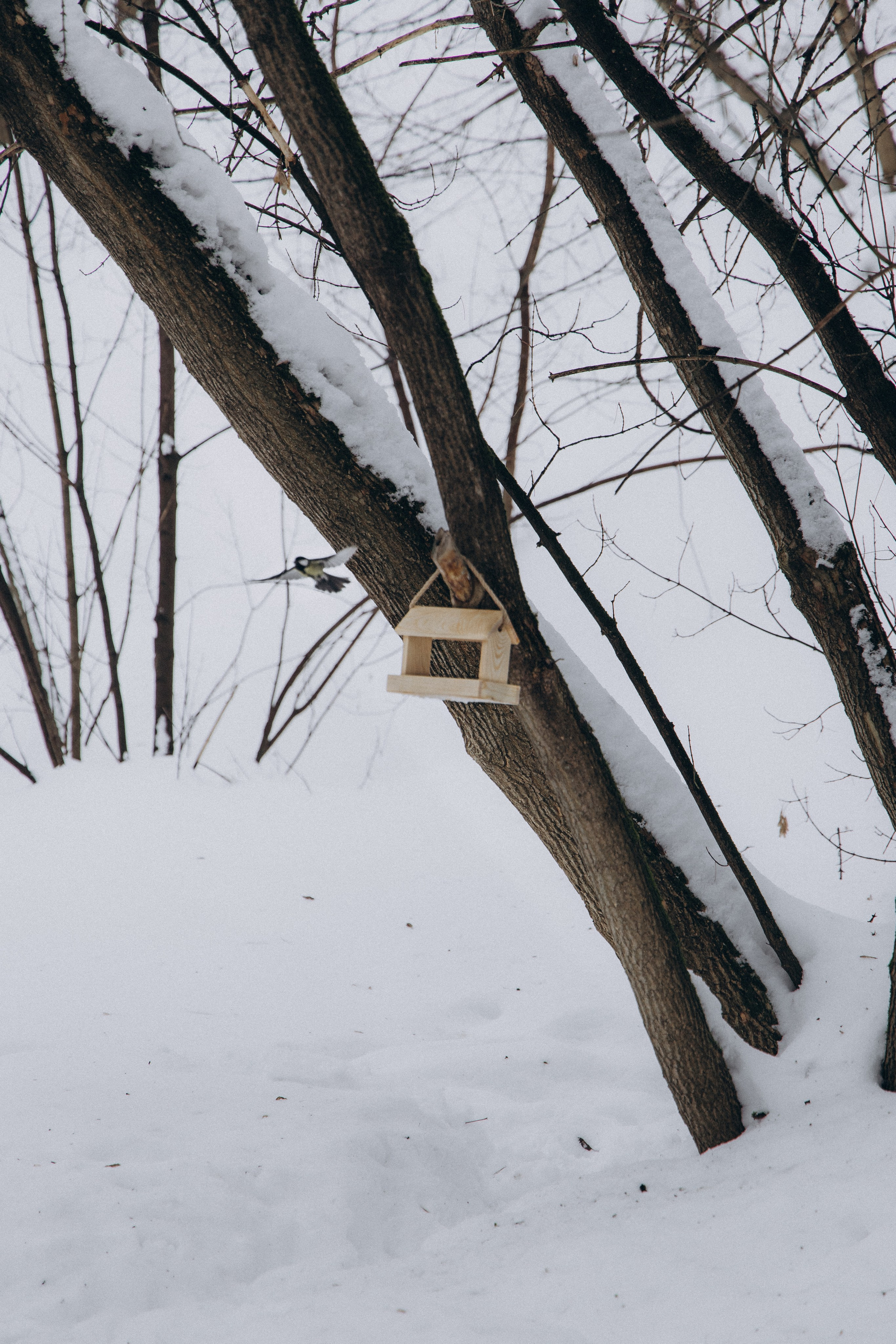 Зимнее очарование. Фотограф lifestylе в Москве Пшеничная Анастасия