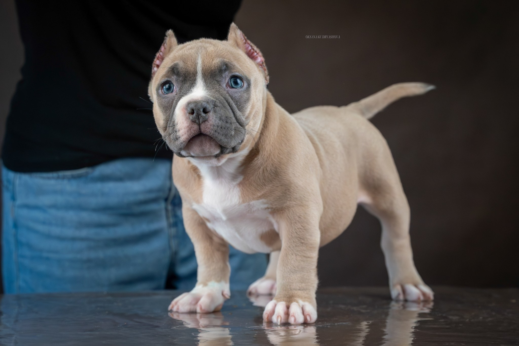 Американский булли!. Фотограф 📸 анималист, предметный, репортажный