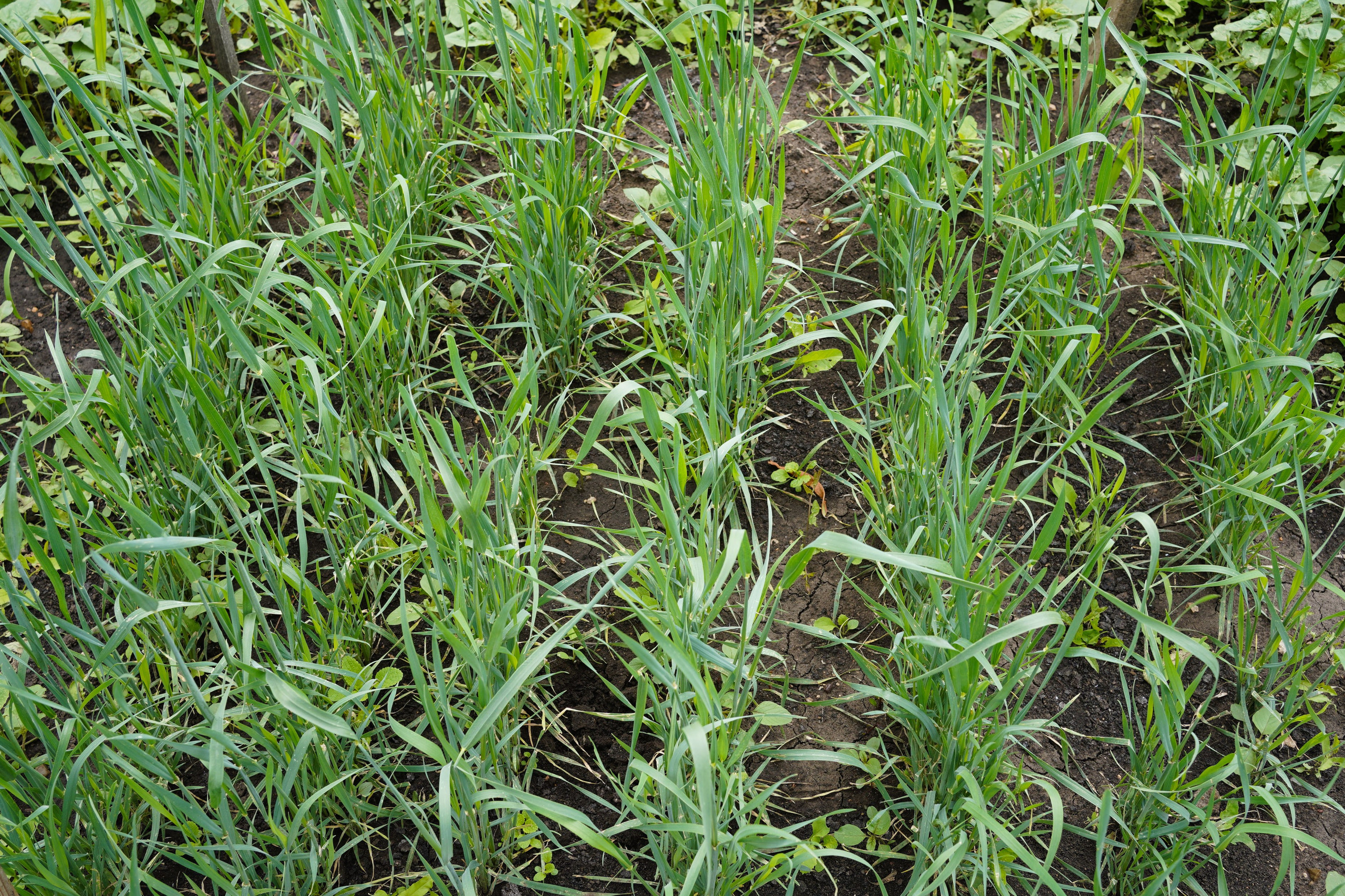 1 квадратный метр земли. Margarita Khatmullina