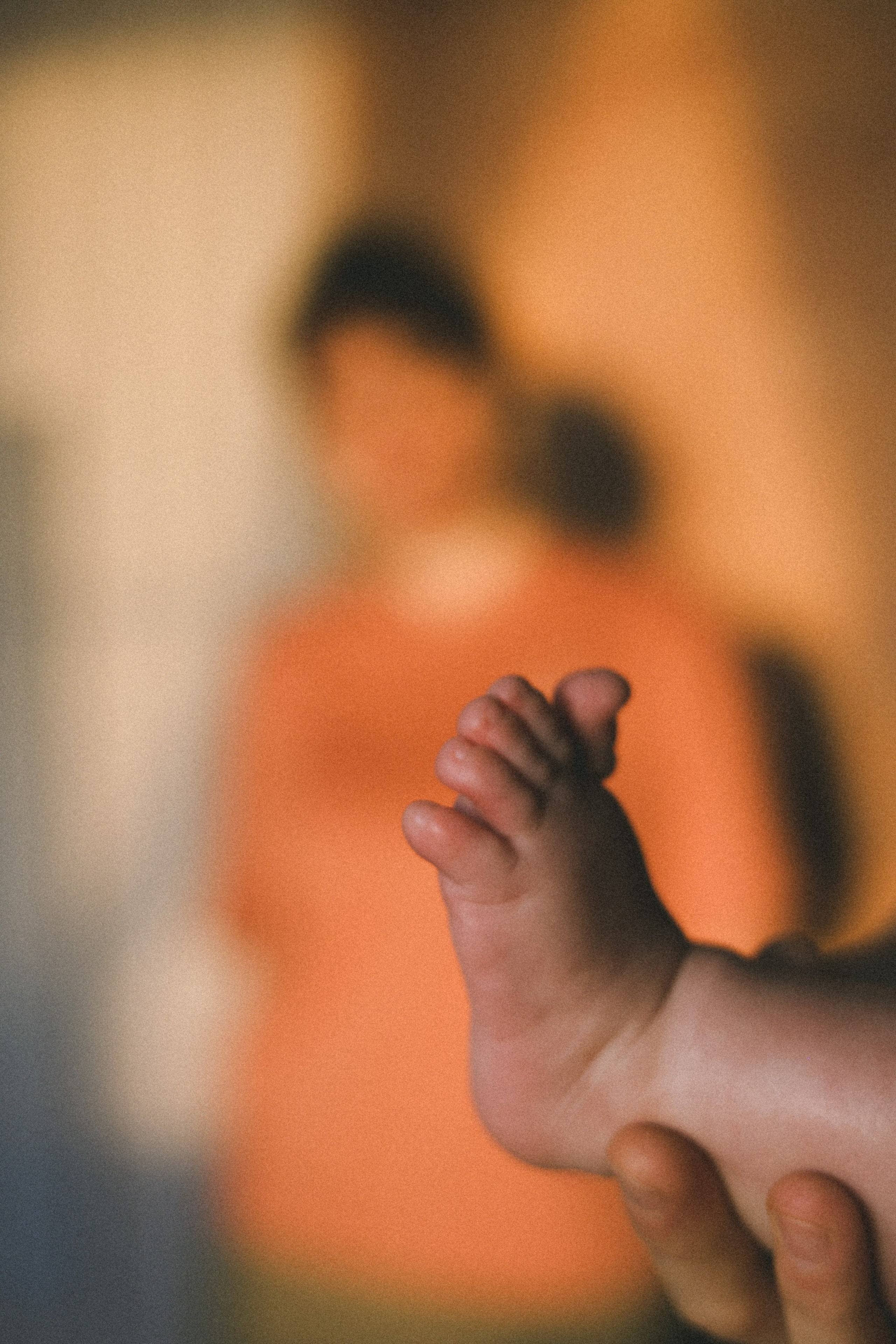 Домашняя история. Meryfotoidea