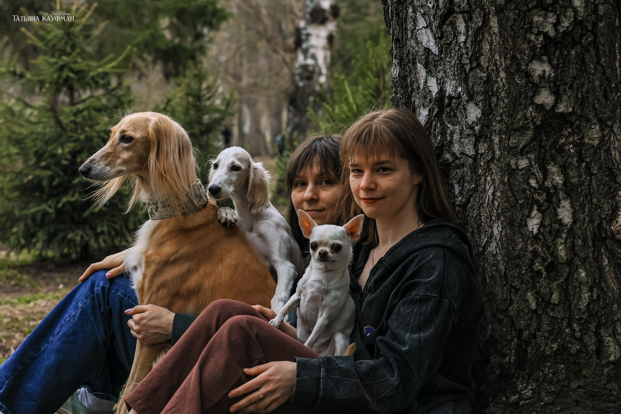 Салюки, фотография салюки, красивая собака, фотограф анималист, фотокурс Анималистика, научиться фотографировать собак, фотограф Новосибирск