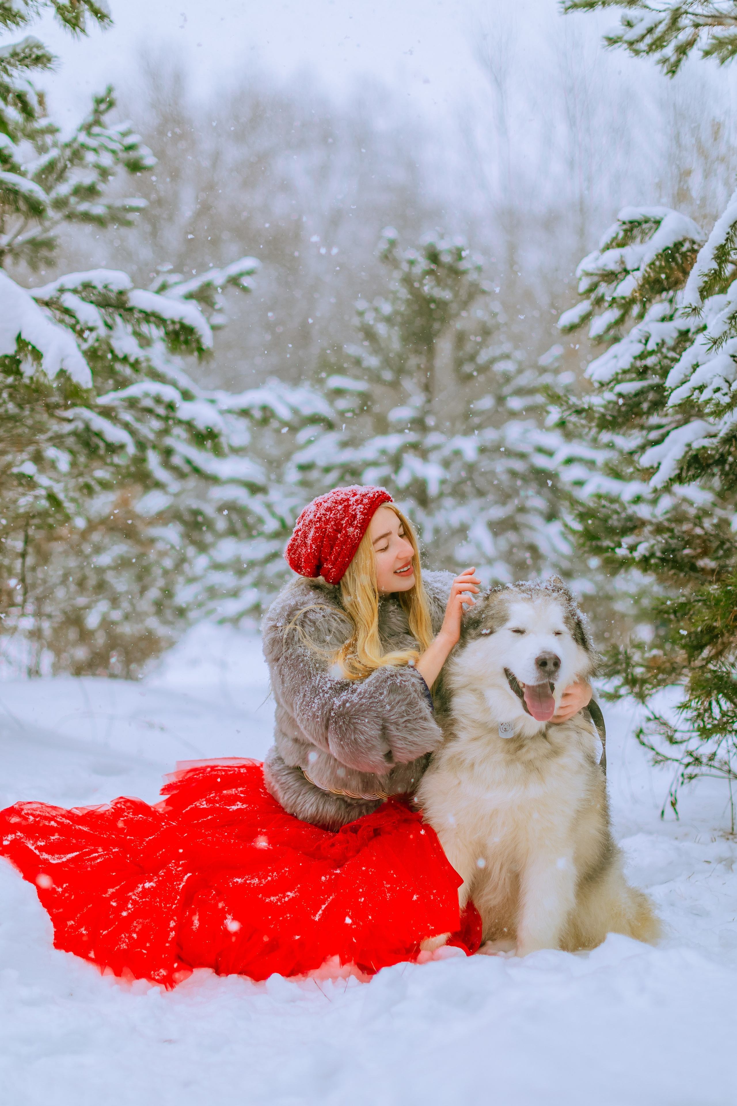 Фотосессии с аляскинским маламутом. Фото и видео Москва, Московский. Свадебный фотограф, видеограф, фотосессии, видеосъемка