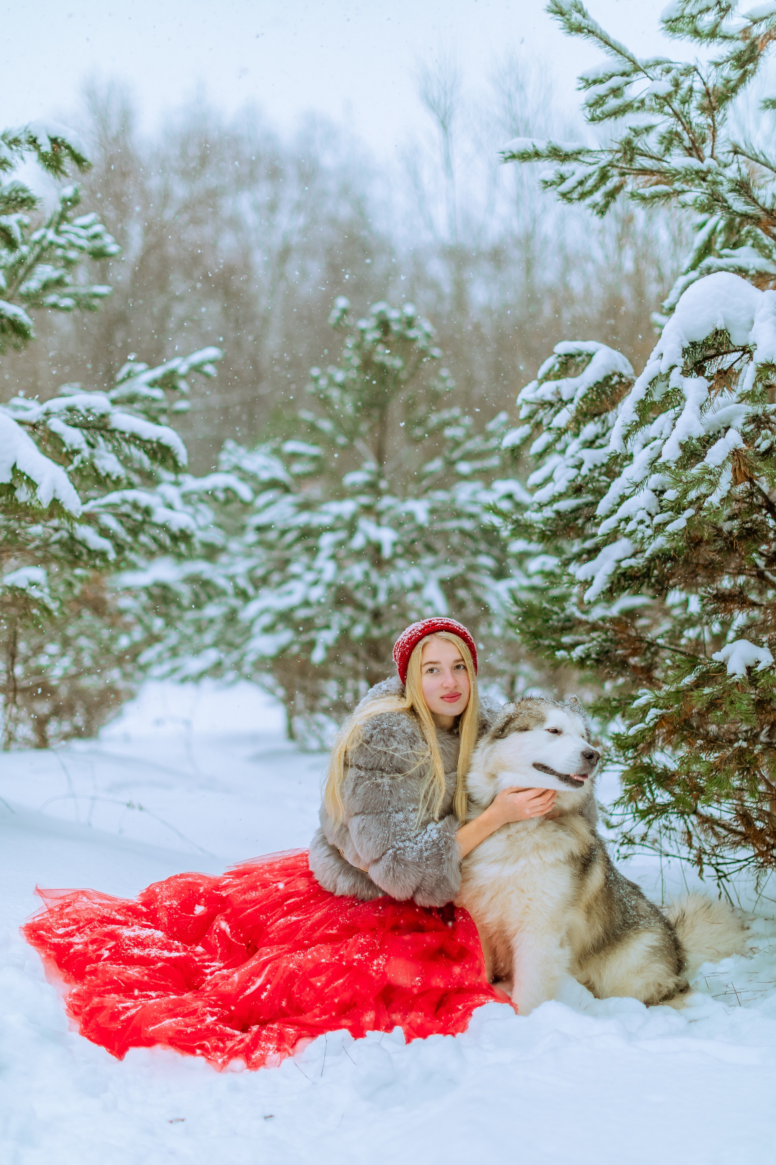 Фотосессии с аляскинским маламутом. Фото и видео Москва, Московский. Свадебный фотограф, видеограф, фотосессии, видеосъемка