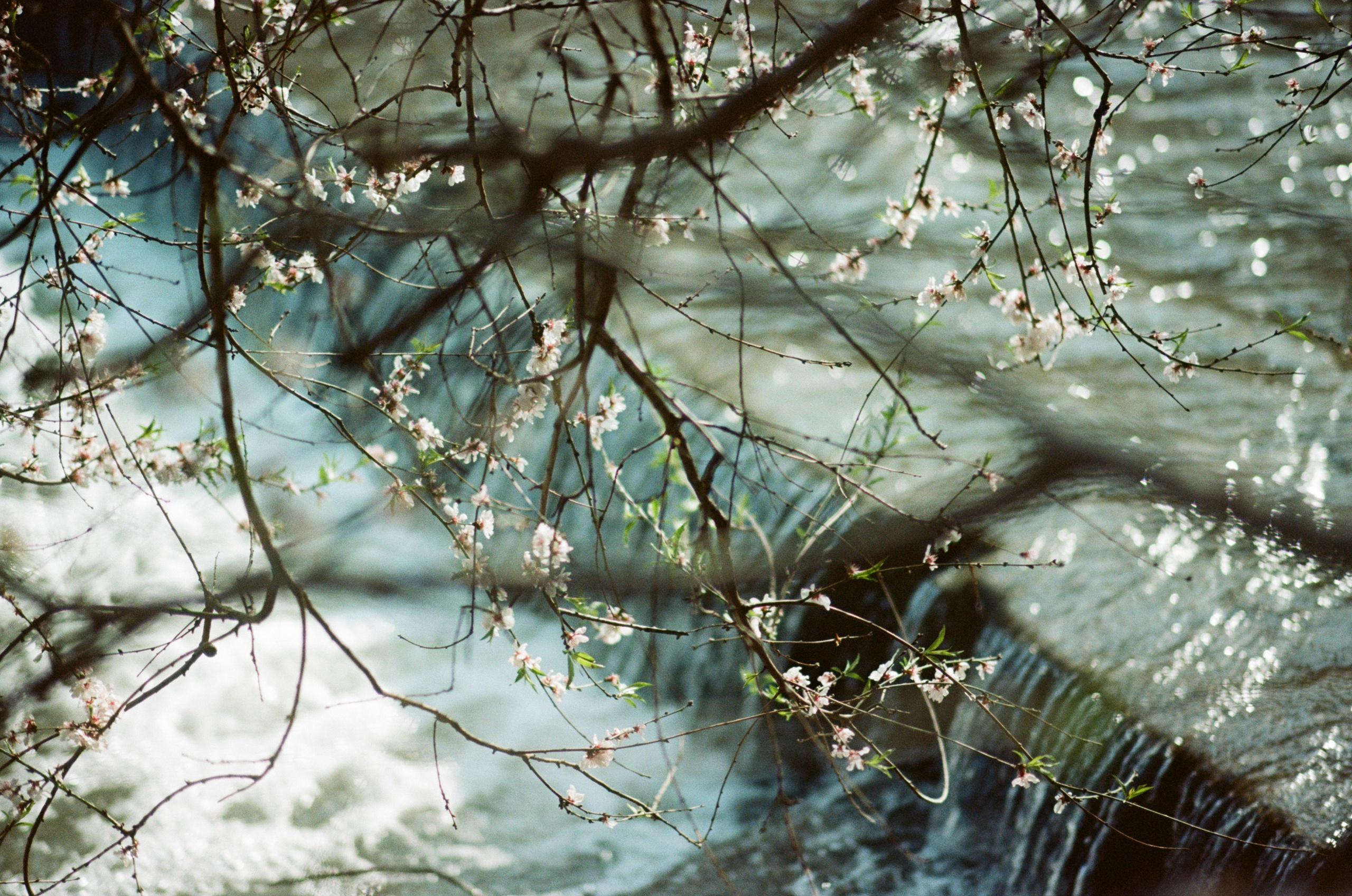 Sakura blues // ukraine, crimea. EVER EXPOSED