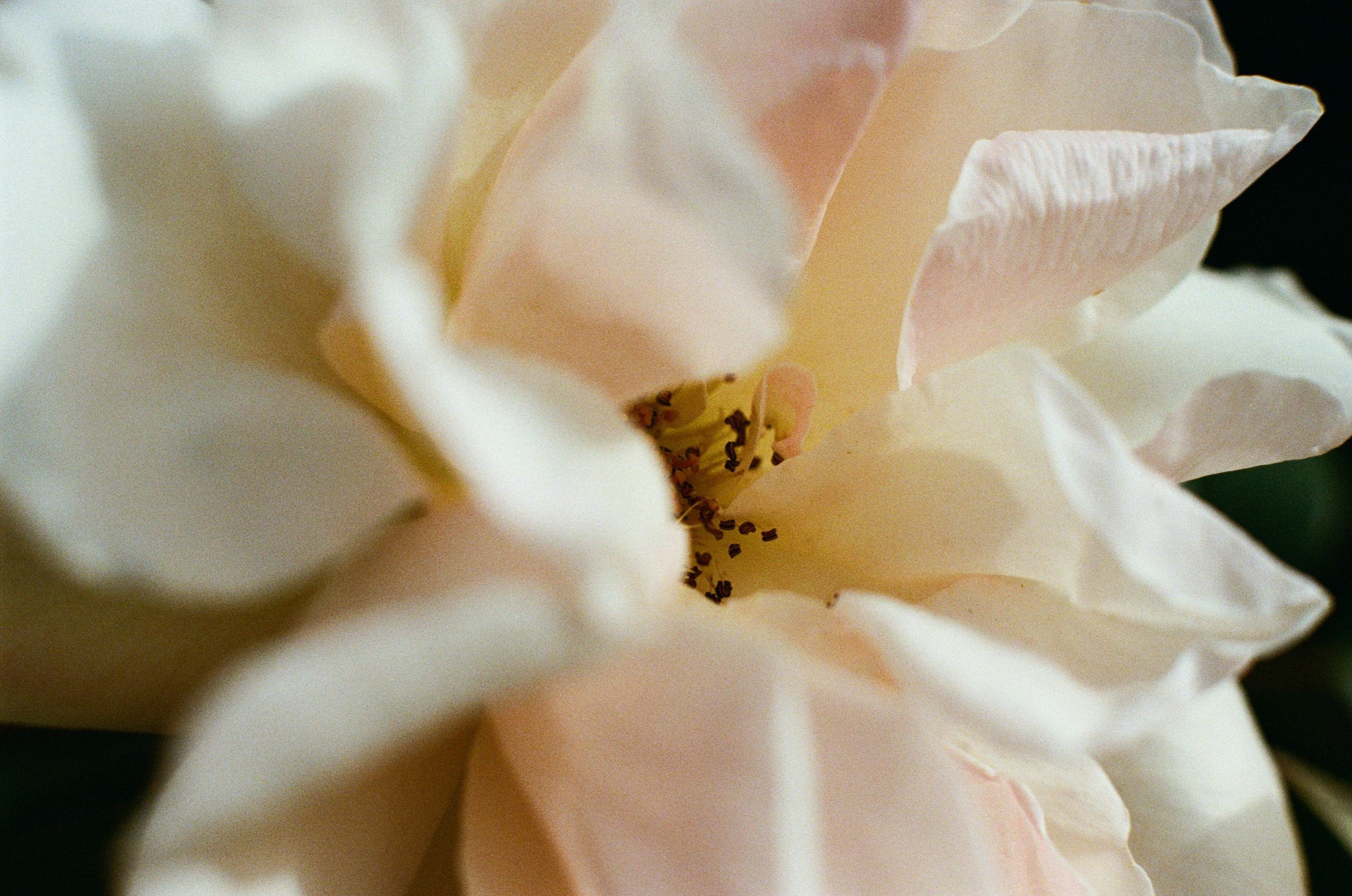 Point of no reply // ukraine, crimea VI. EVER EXPOSED