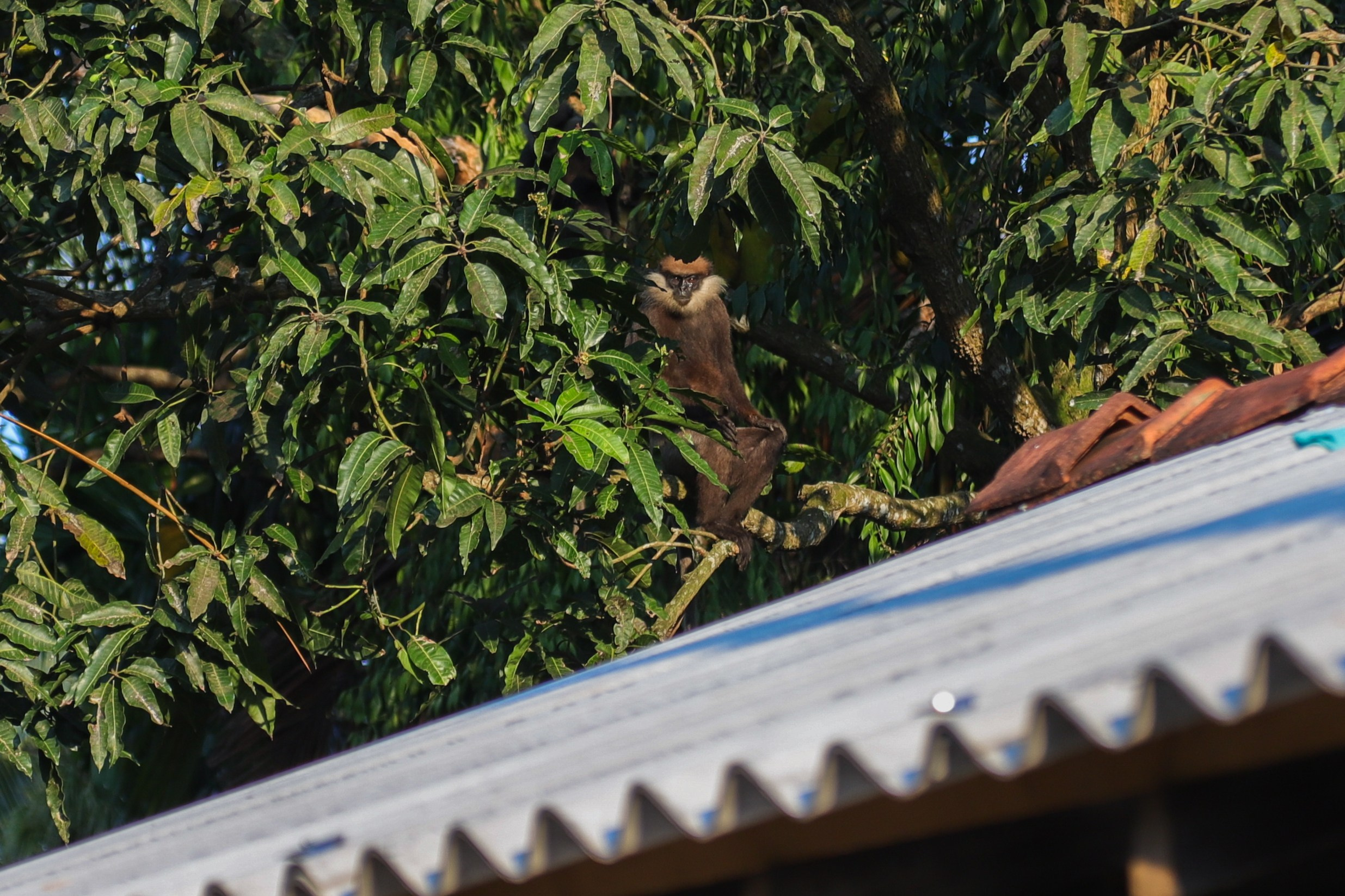 Шри-Ланка. Фотограф Юля Постнова