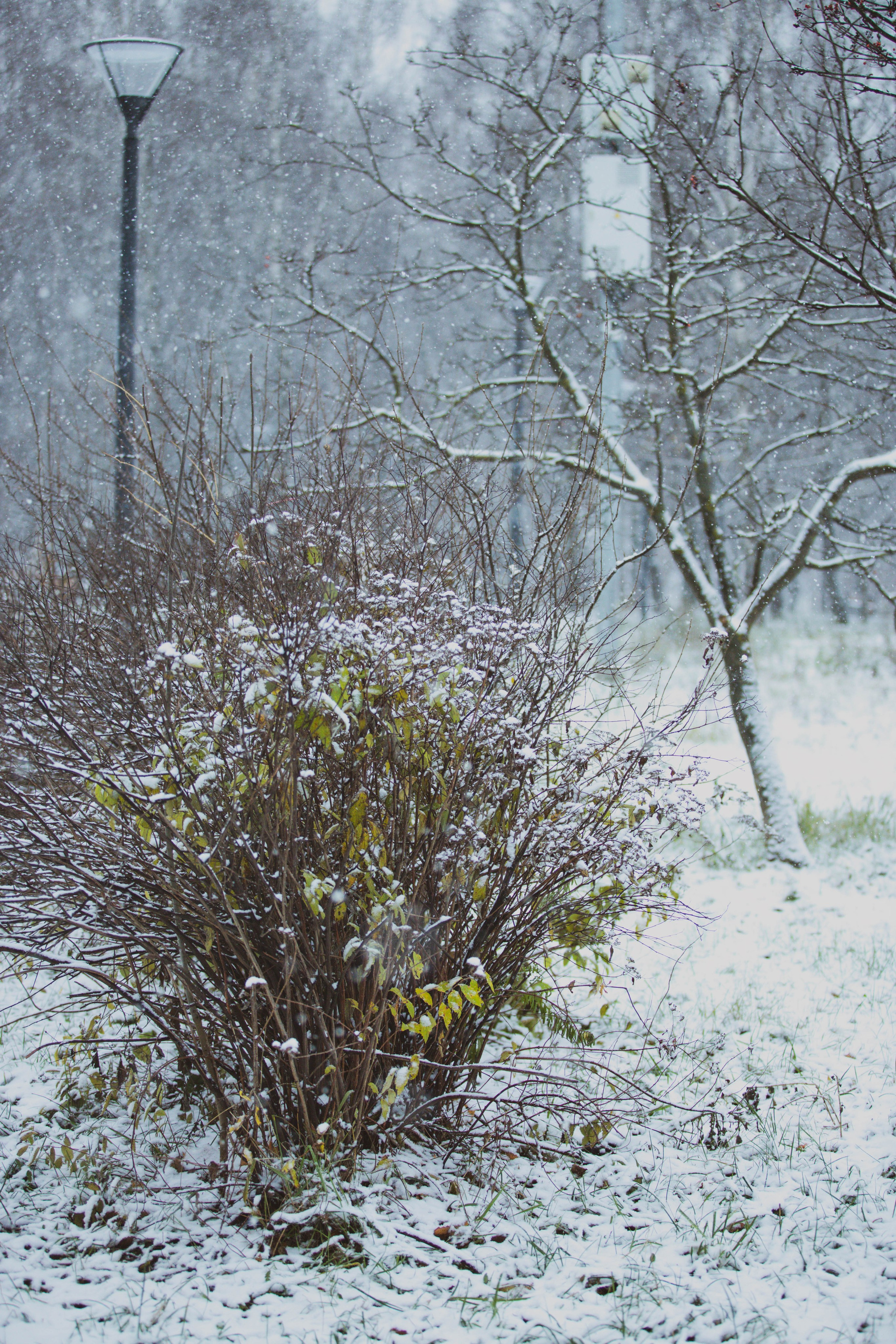 Снежные 5 Верст Бабушкинская. Александра Мельниченко/ Бегающий фотограф