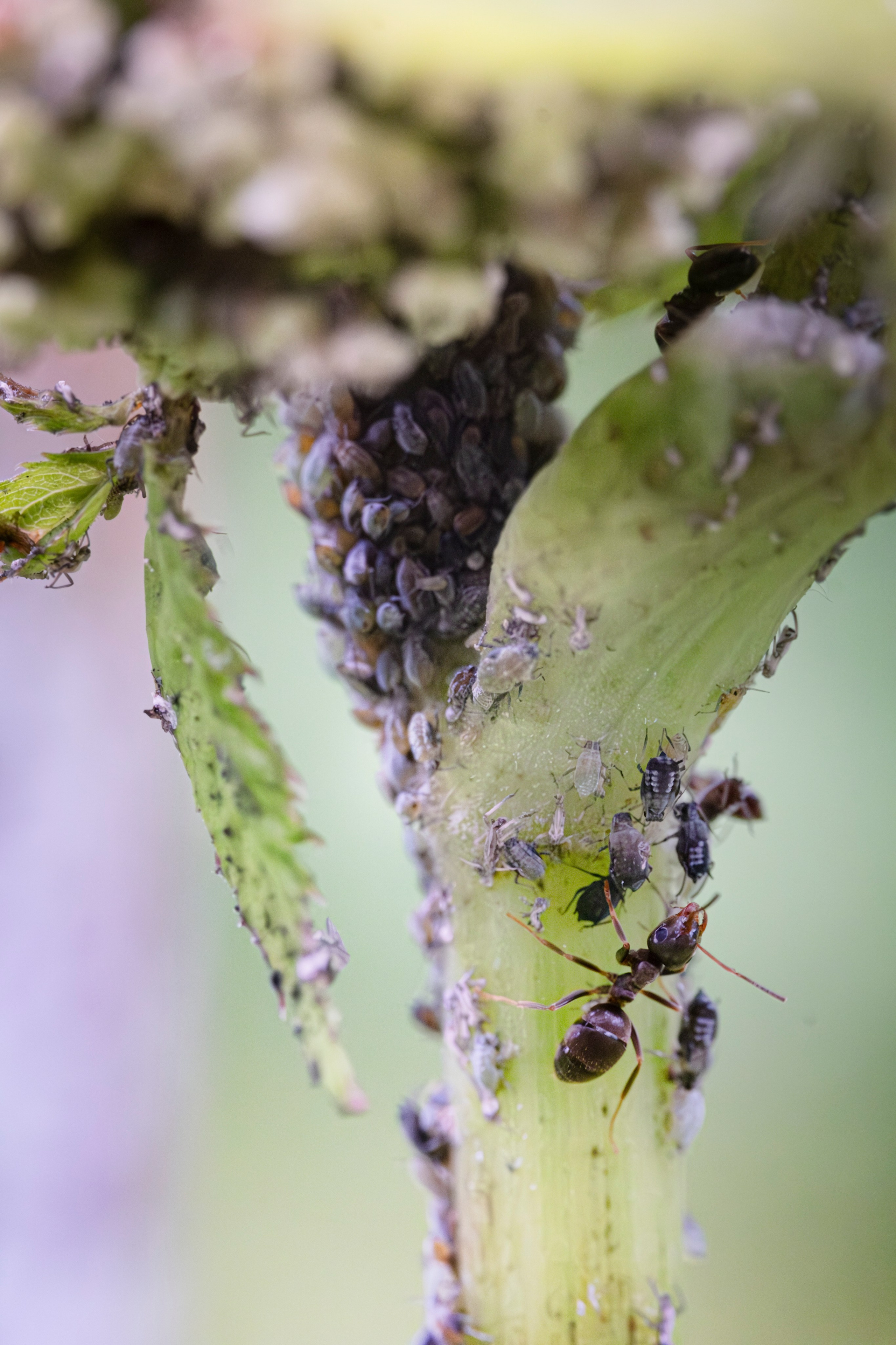 Макро жизнь. KRUTOVA_фотографирую жизнь