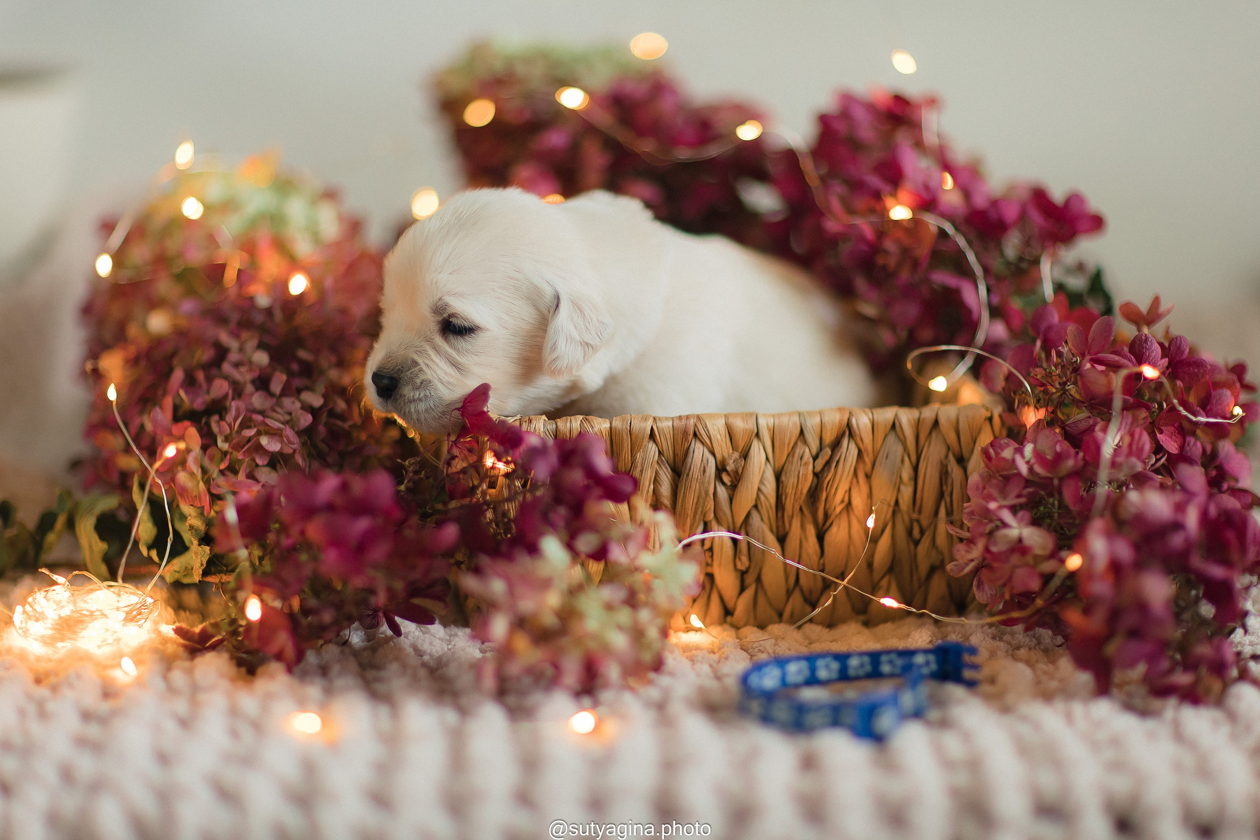 Синий ошейник. Свадебный и женский фотограф