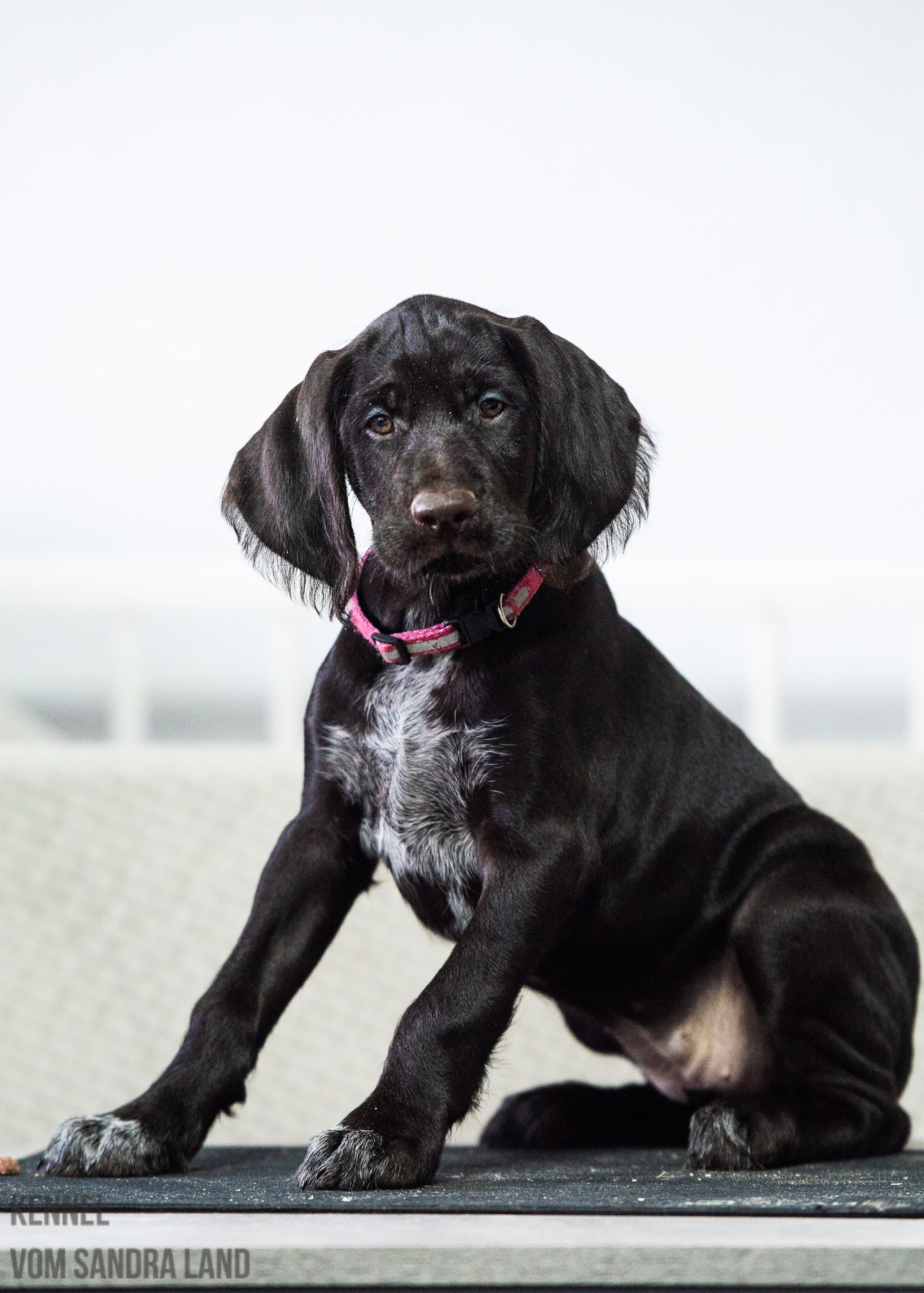 Ворожея вом Сандра Лэнд, Vorozheya vom Sandra Land