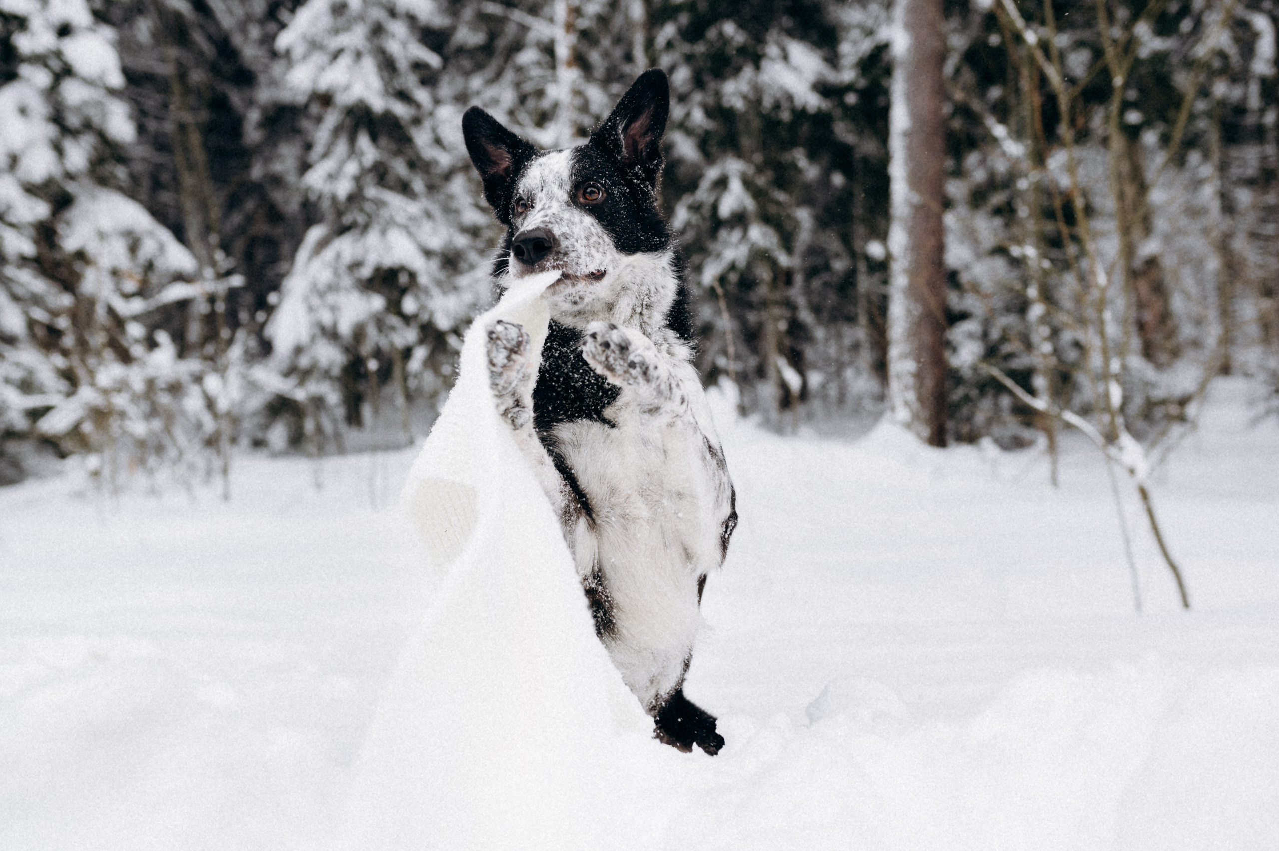 Аня и Милан. Фотограф анималист в Москве Ольга Агушева