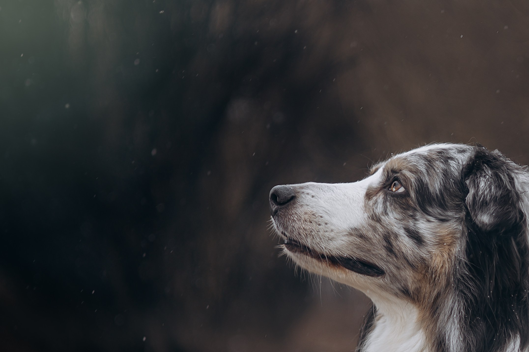 Мария и Локи. Фотограф животных Евгения Верцинская
