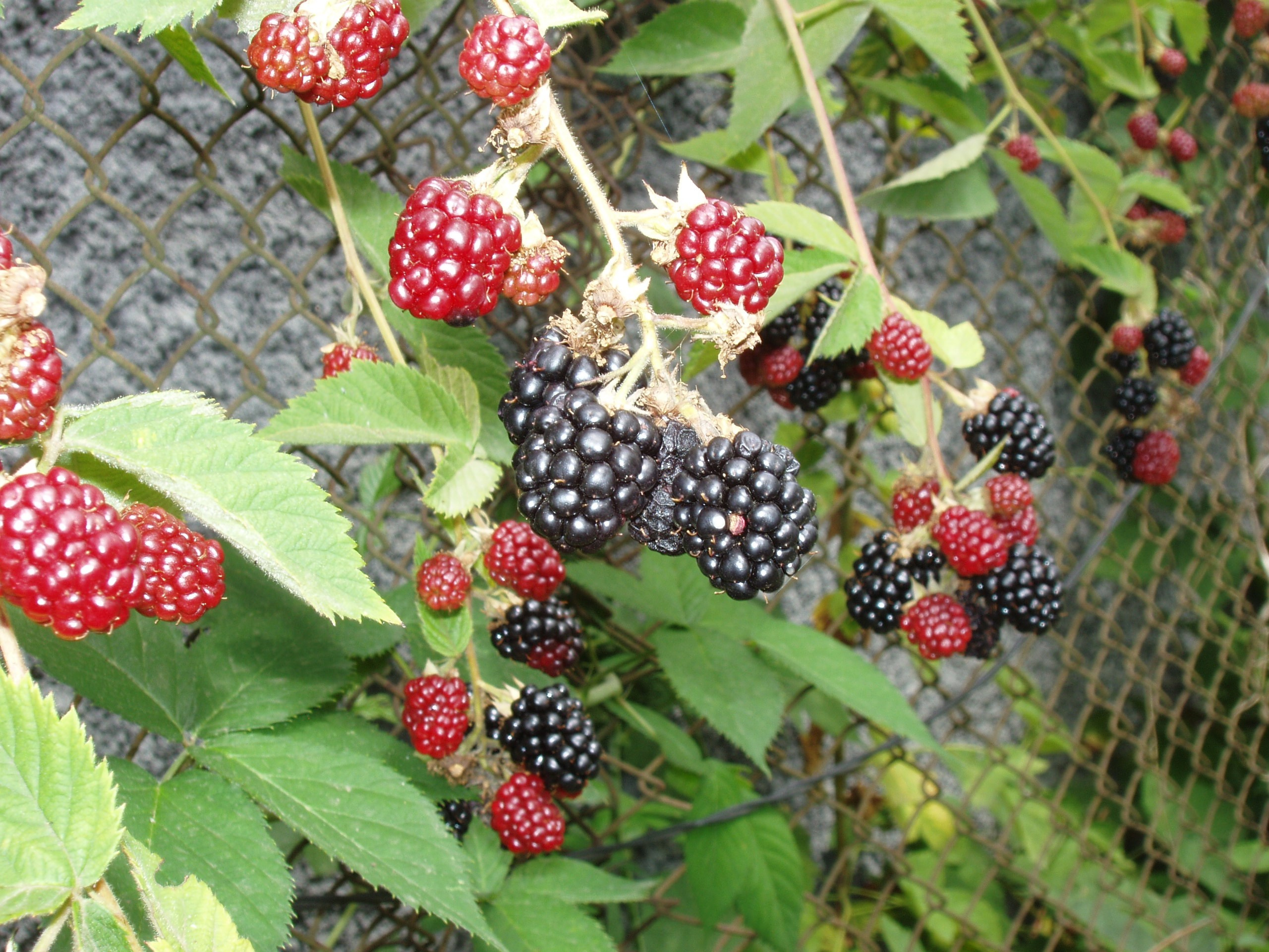 Отпуск 20.07-17.08. Семейный, Свадебный фотограф СПБ Питер— Романова Екатерина