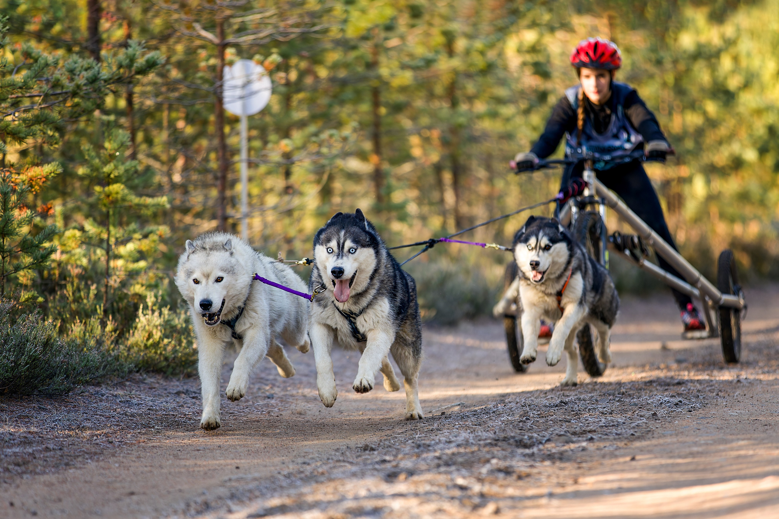 Чемпионат Санкт-Петербурга осень 2025. Irenephoto.ru