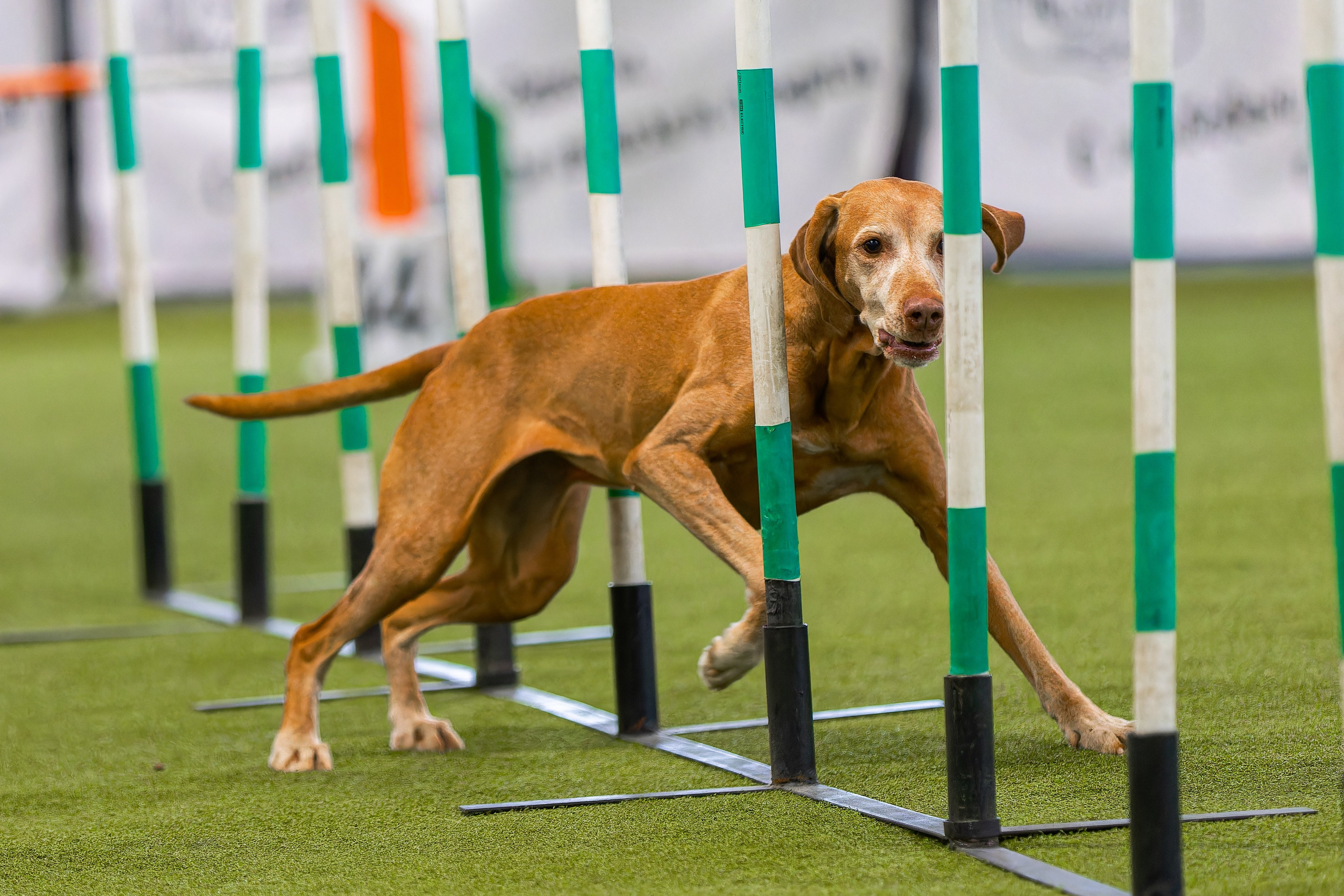 Baltic Cup 2024. Irenephoto.ru