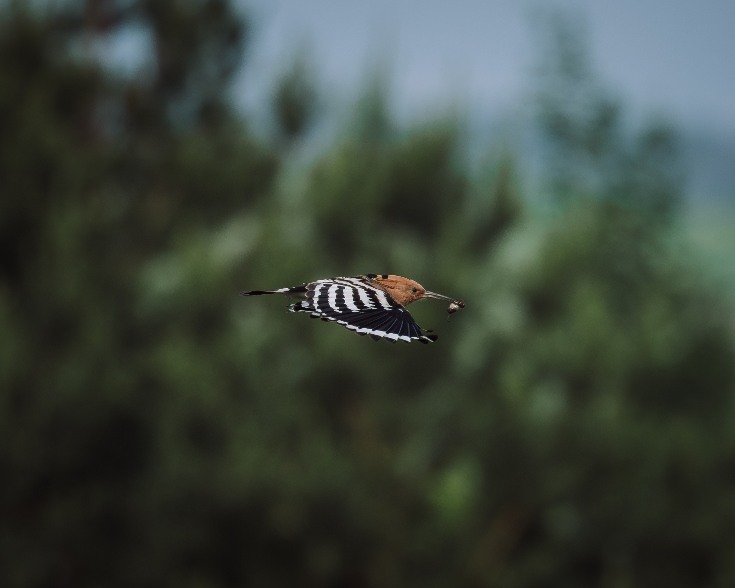 Voronezh 2026. Anton Chernov | Wildlife photographer