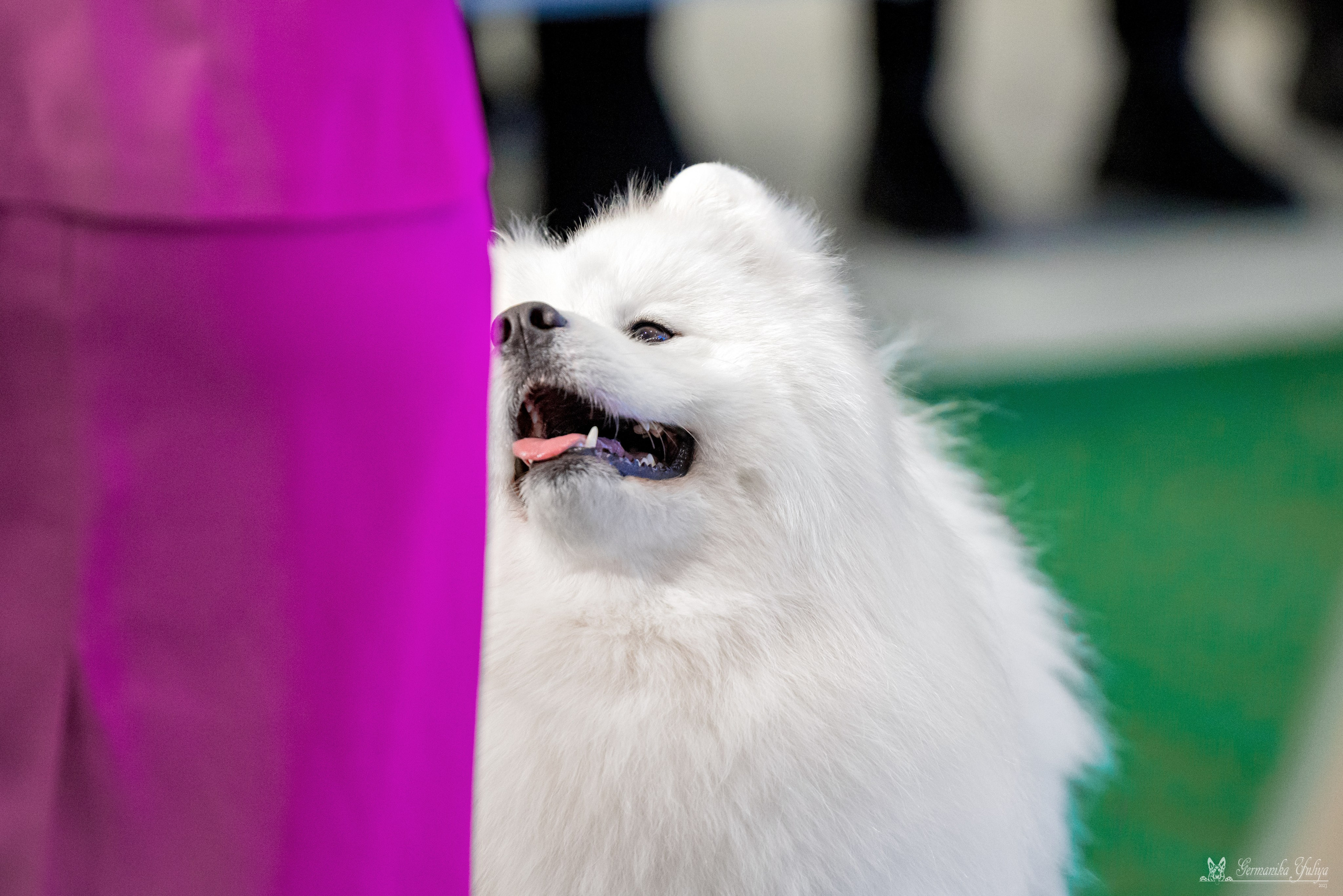 Минск 25-26.11.2023. Фотограф-анималист Юлия Германика