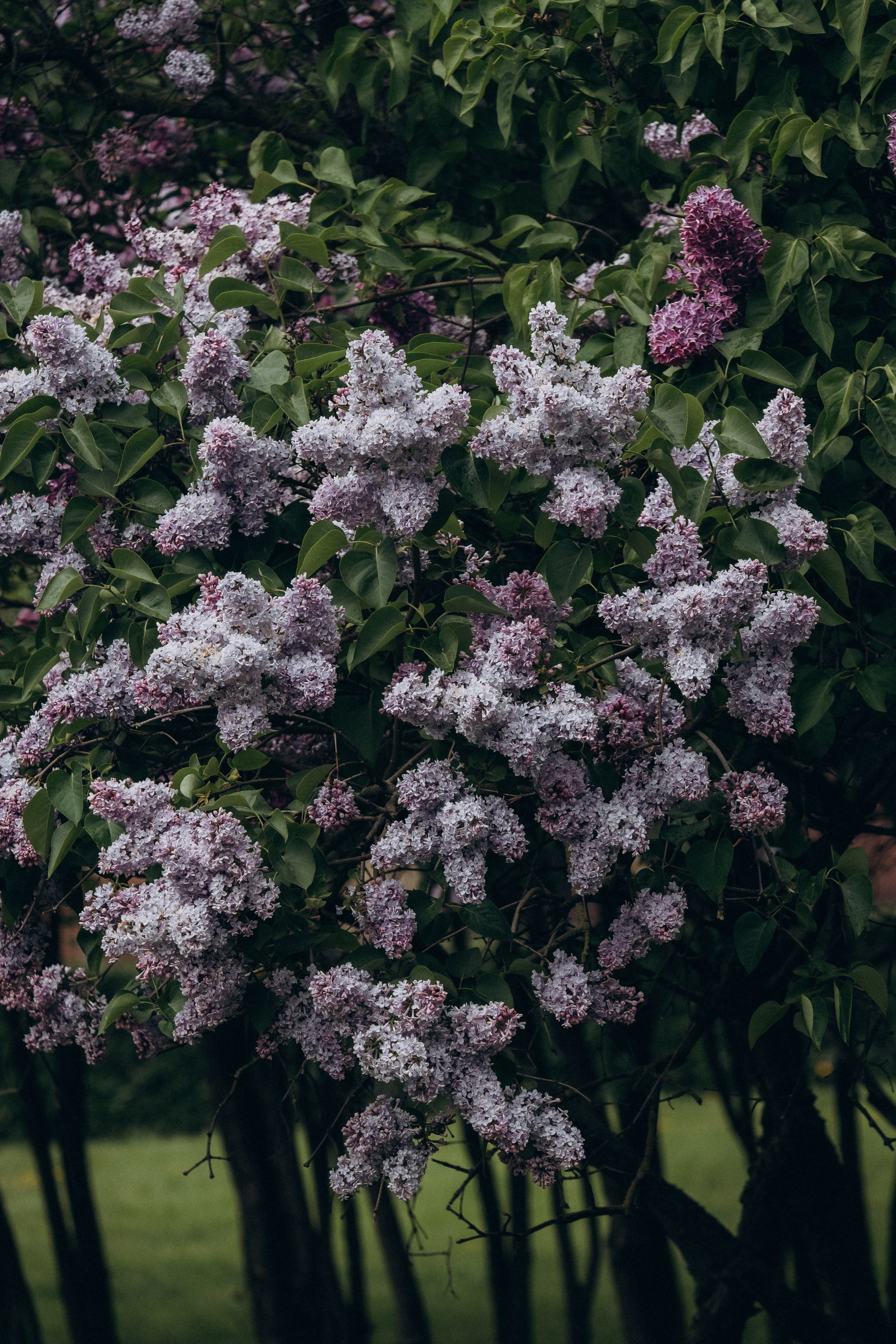 ПРОГУЛКА В МИНСКЕ. Профессиональный фотограф, Санкт-Петербург — Виктория Богомолова