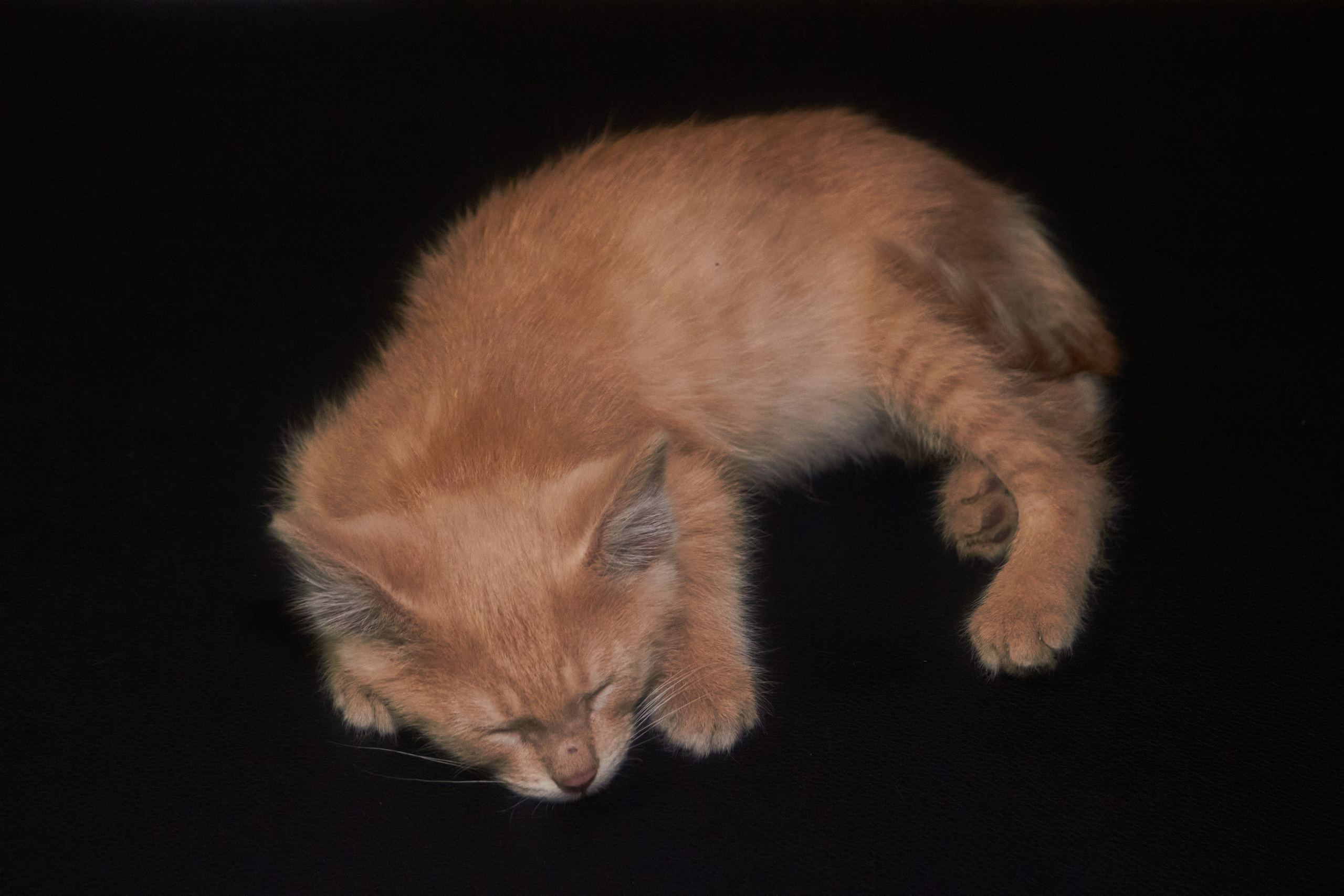 Живность. Фотограф Сергей Яркин