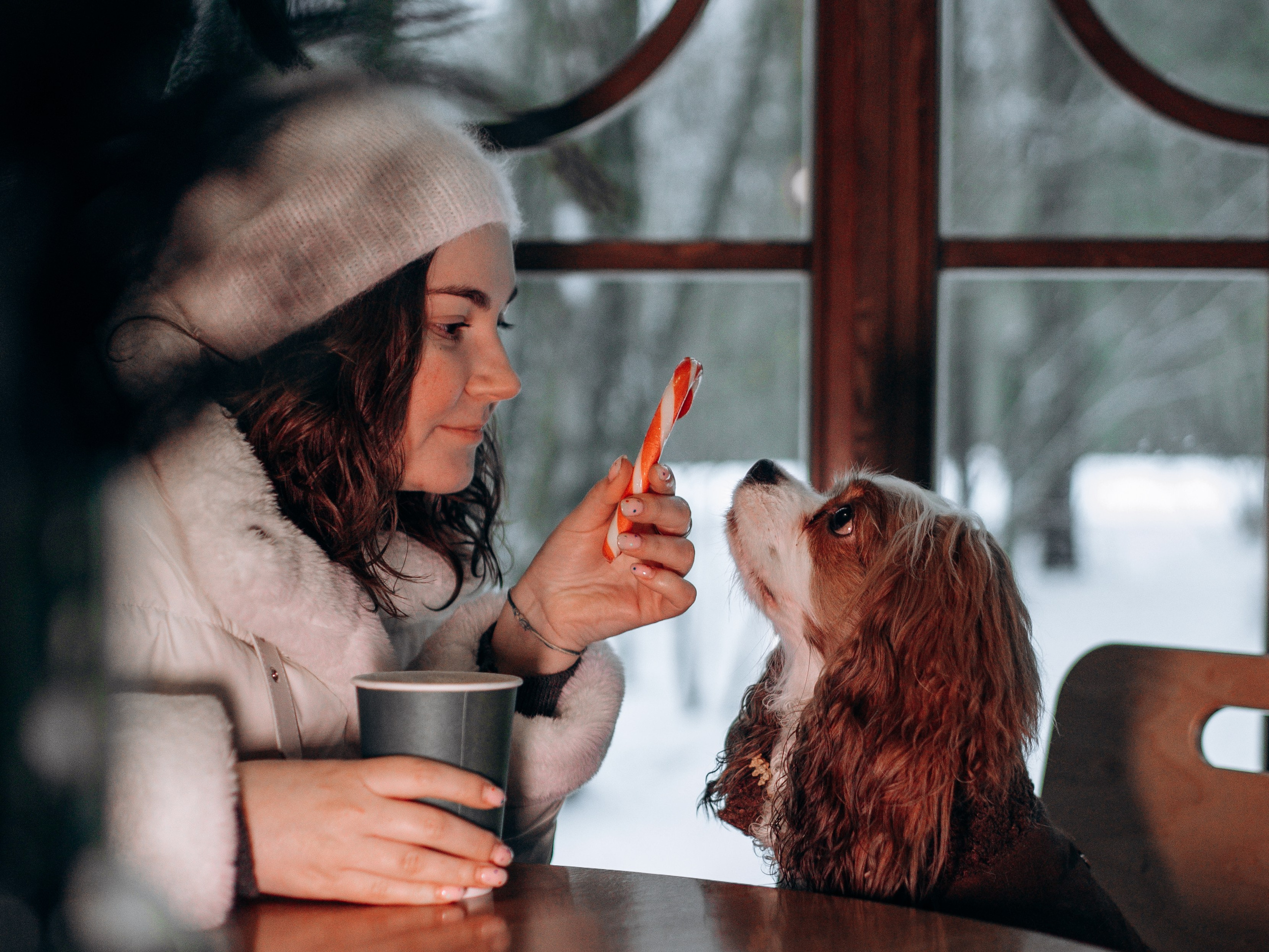 Дарси и Маша. Фотограф-анималист в Москве Кириллова Татьяна